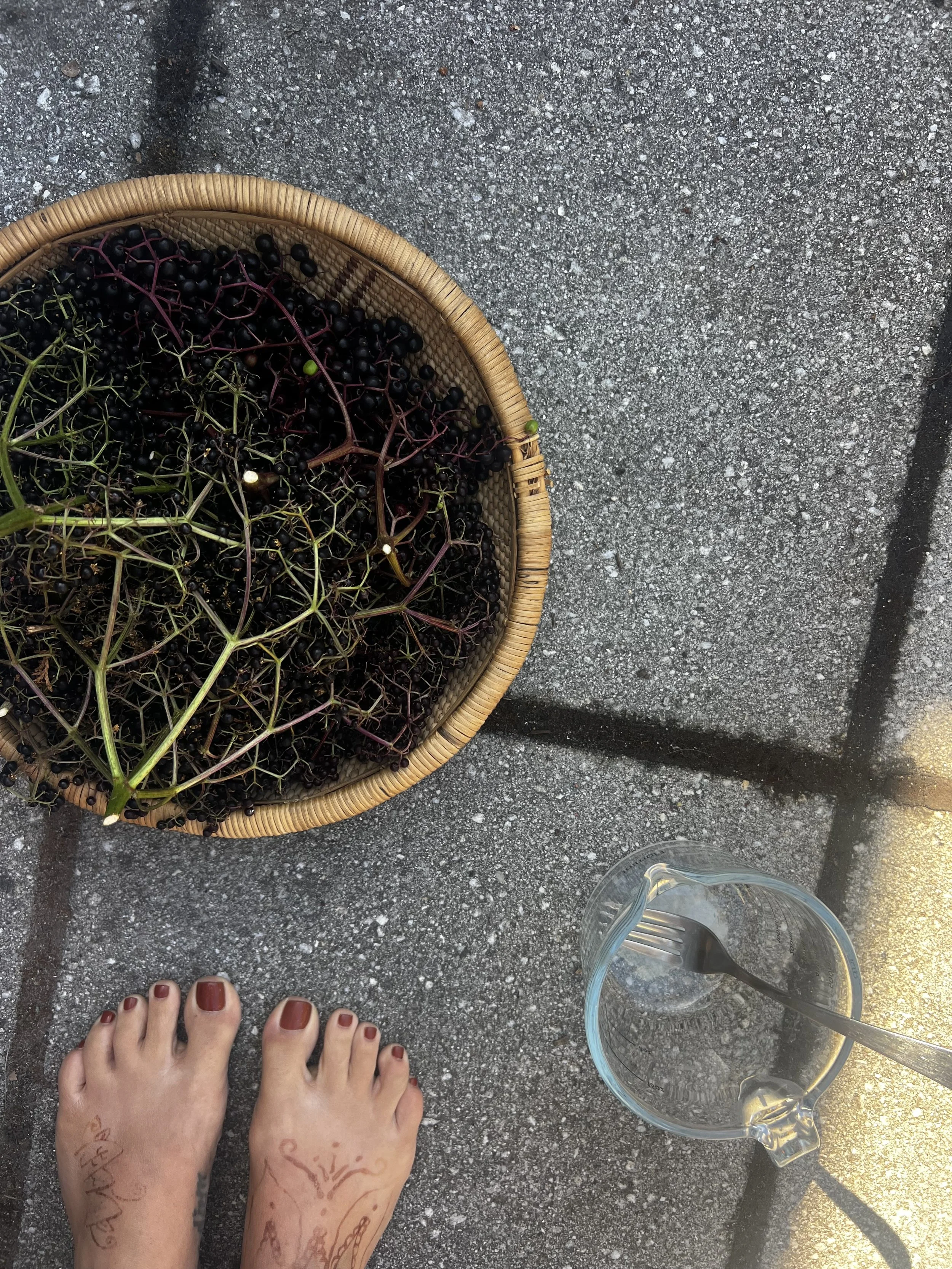 Elderberry season!