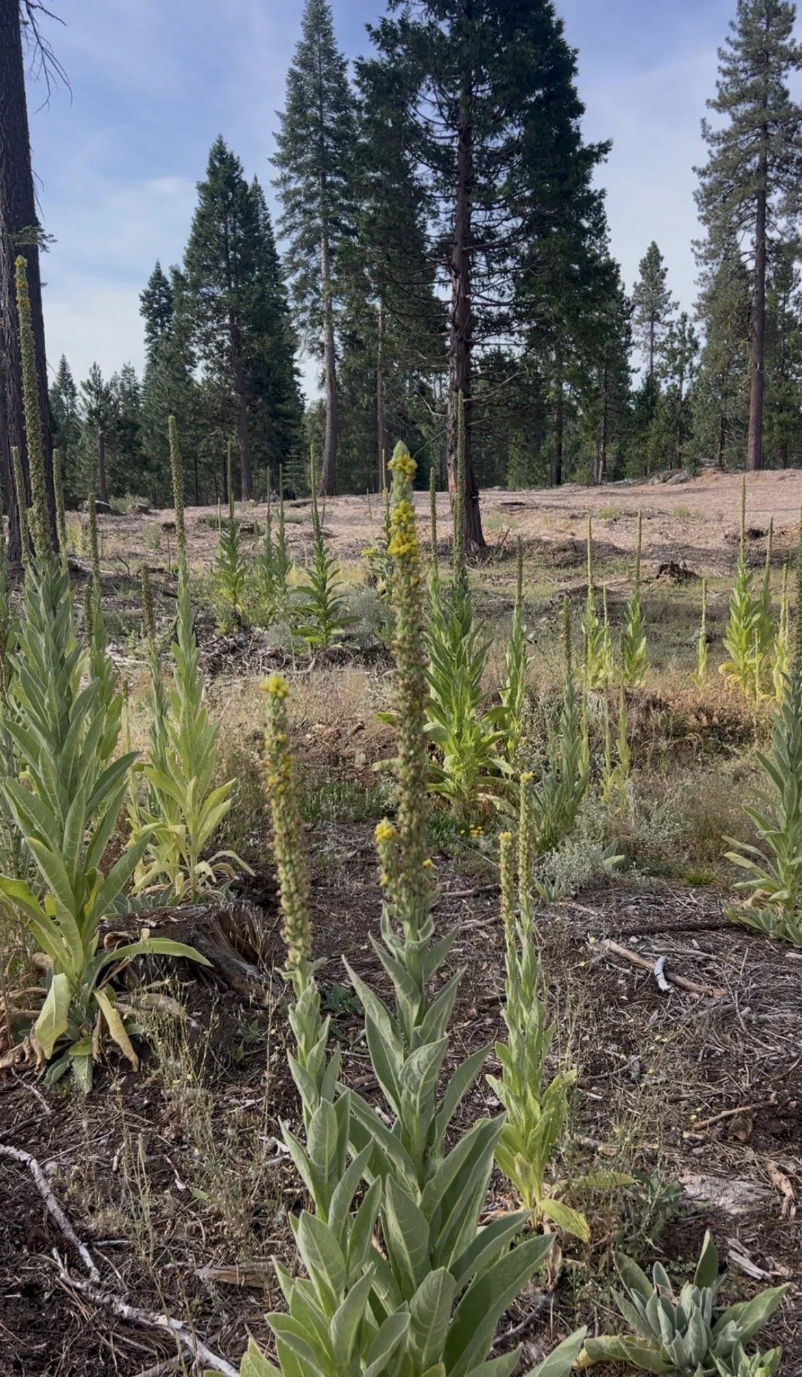 Mullein