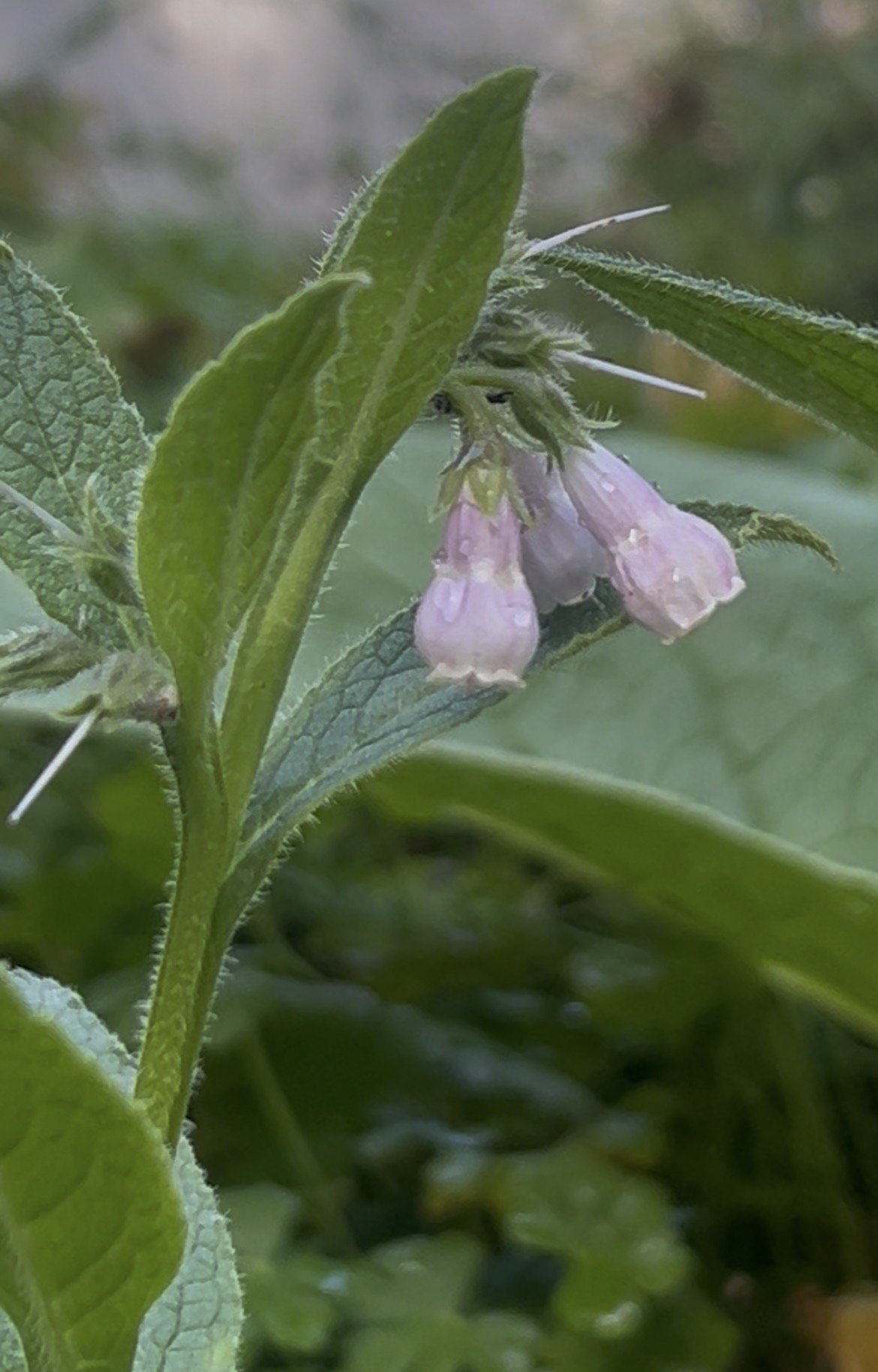 Comfrey