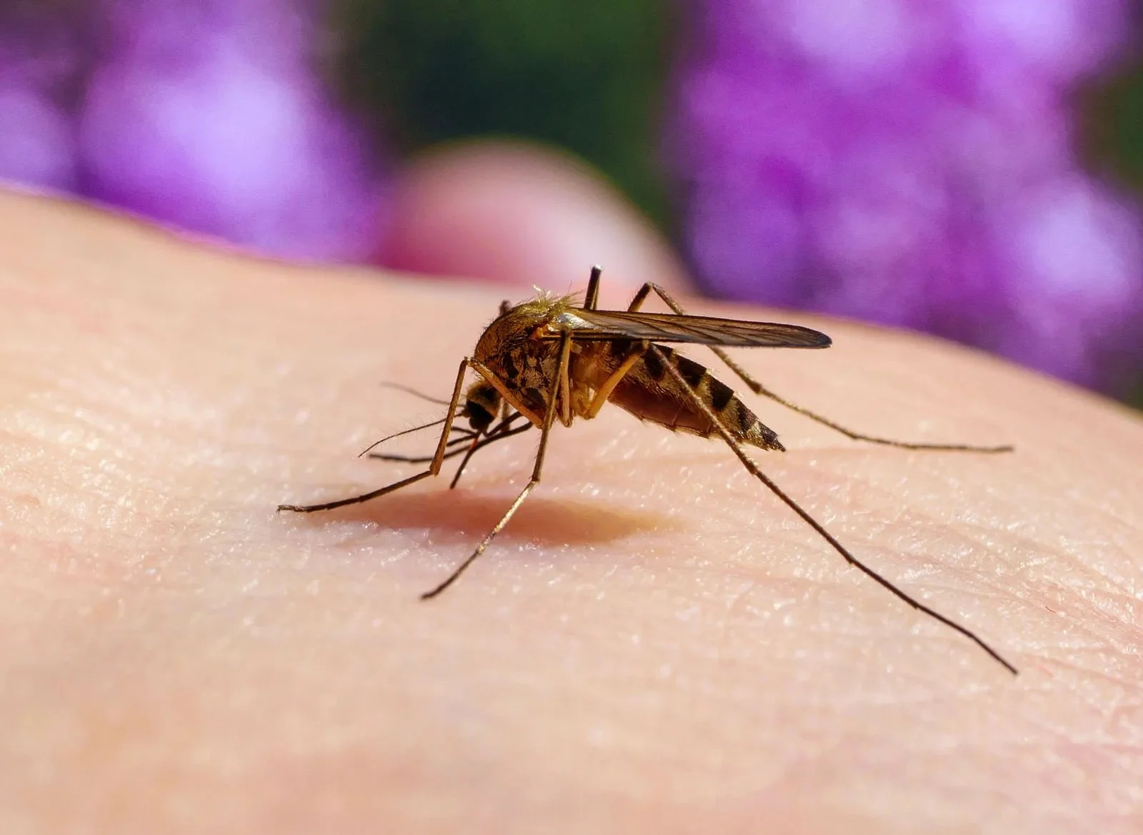 The Mosquito Committee