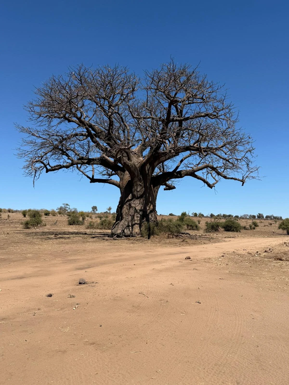 Baobab.jpeg