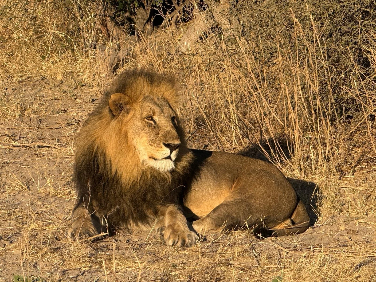 Big Lion.jpeg