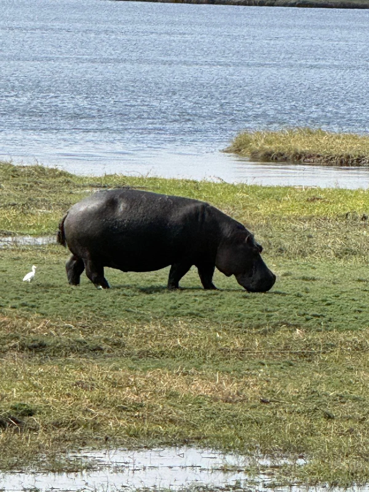 Hippo.jpeg
