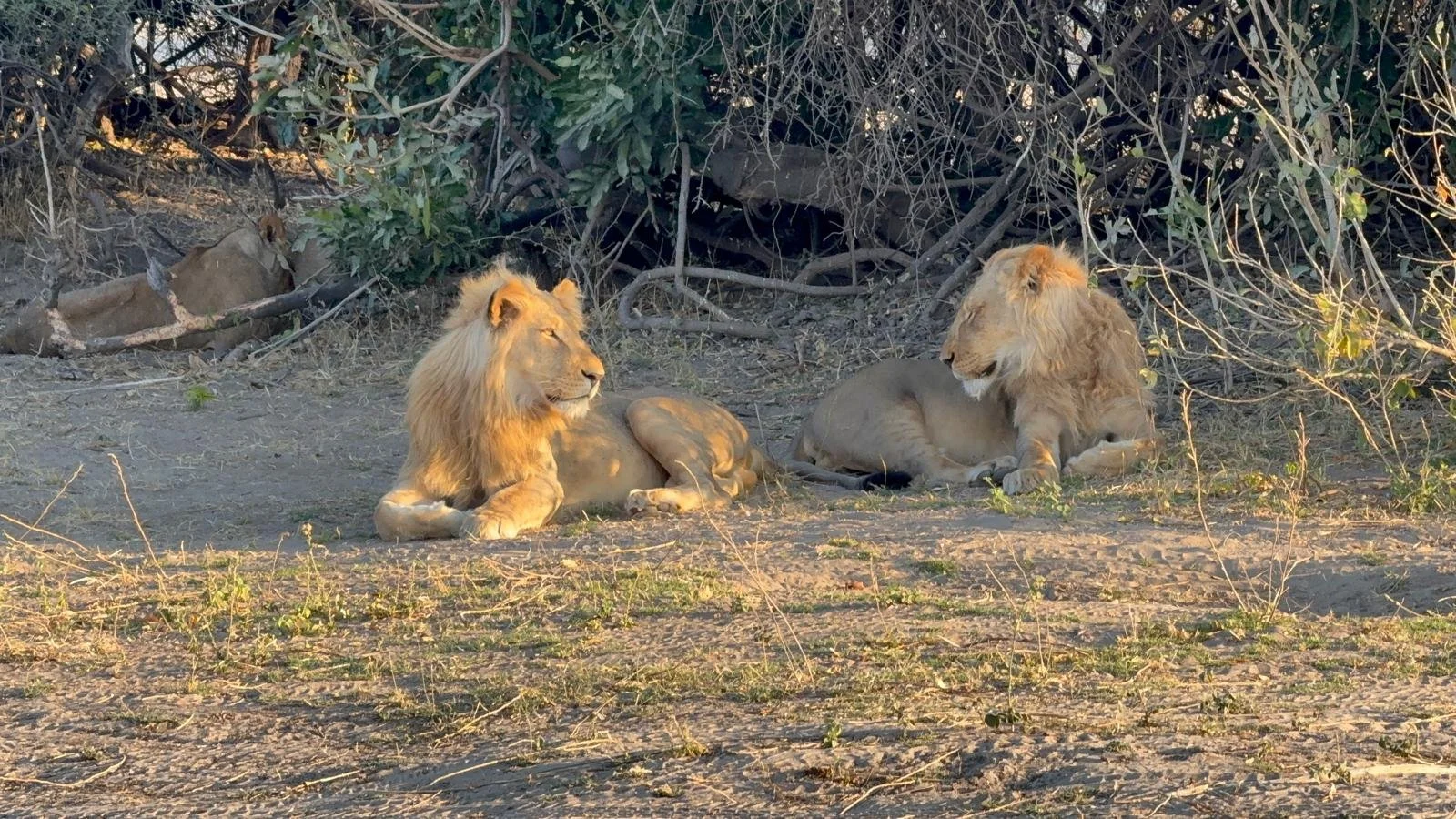 Lions.jpeg