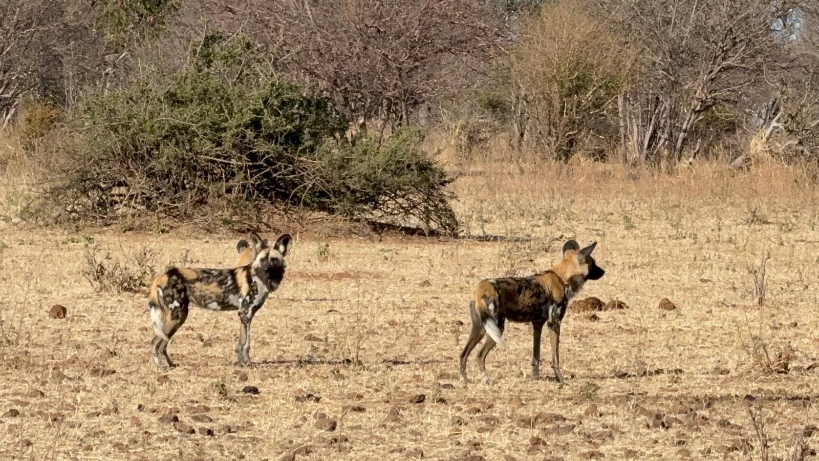 Two Doggos.jpeg