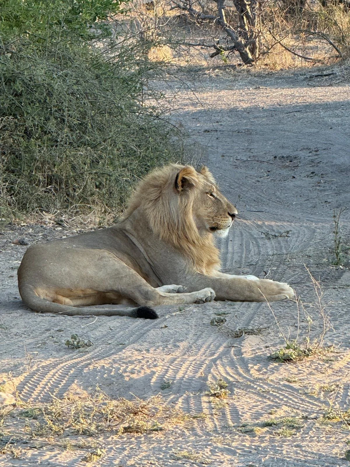 Young lion.jpeg