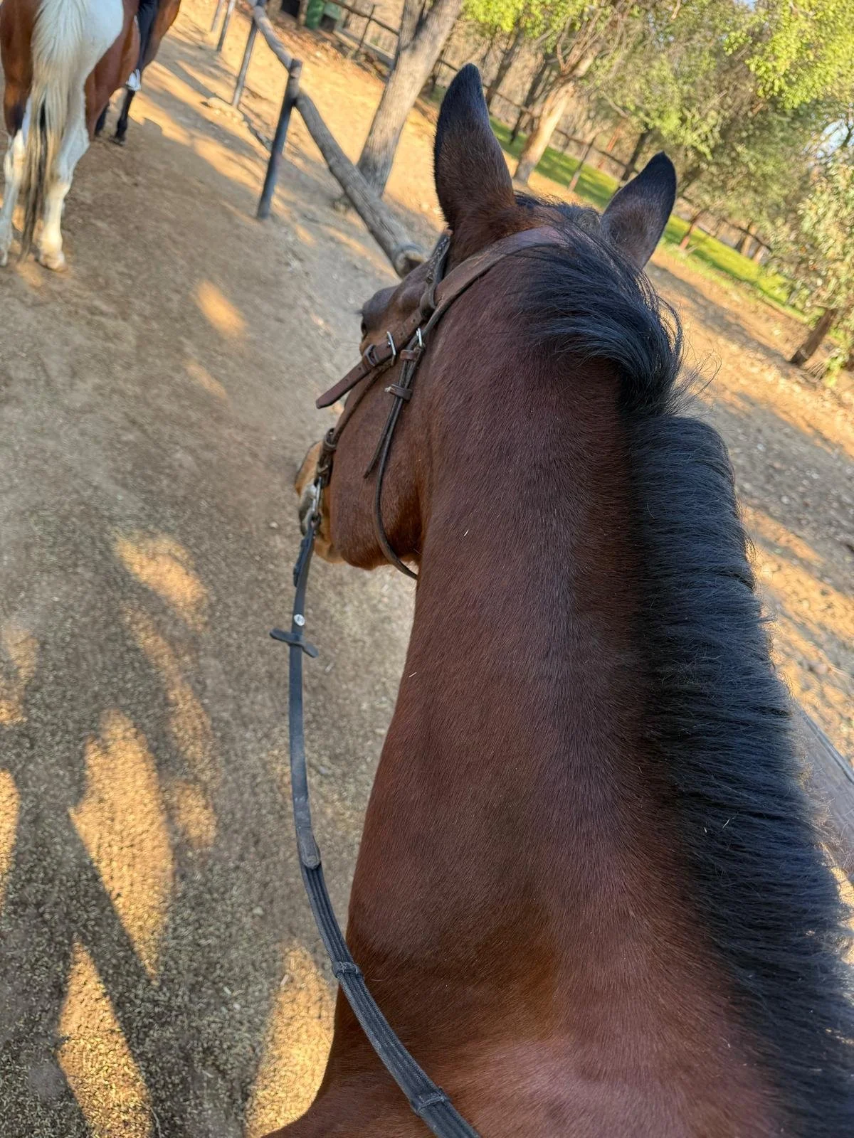 Horse.jpeg