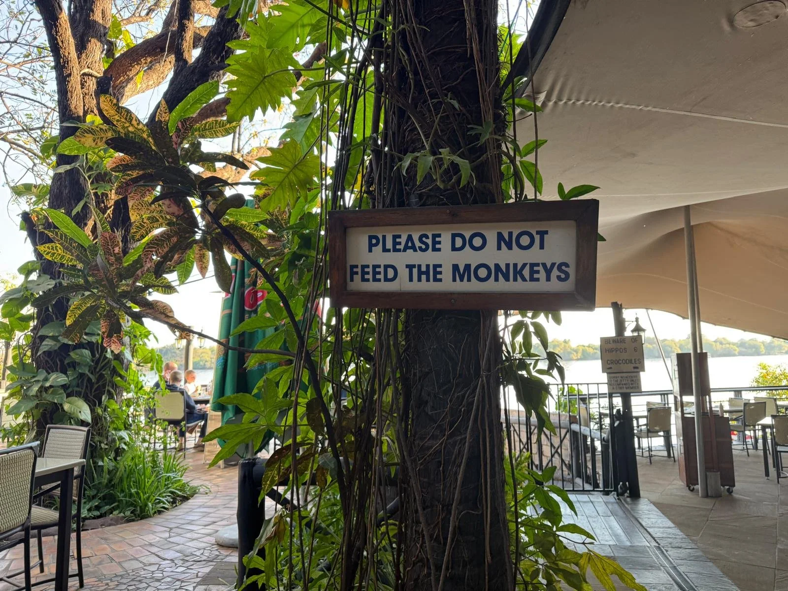 Monkeys.jpeg