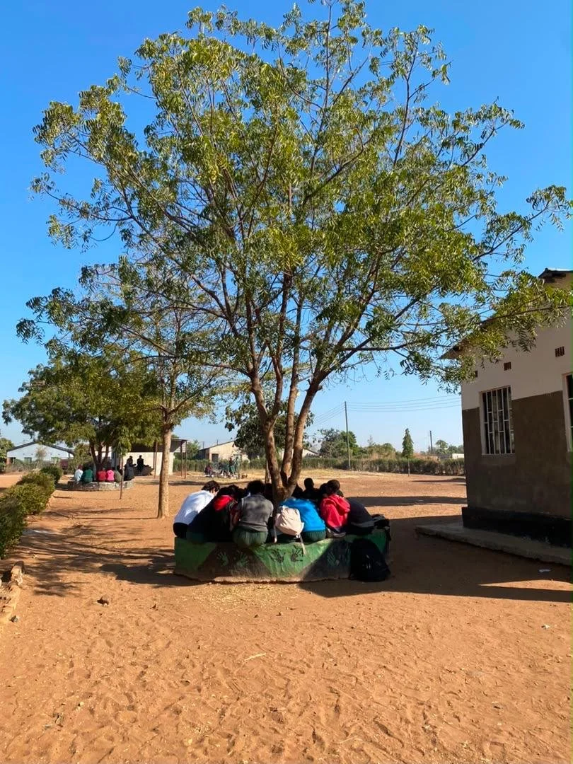 Tree.jpeg