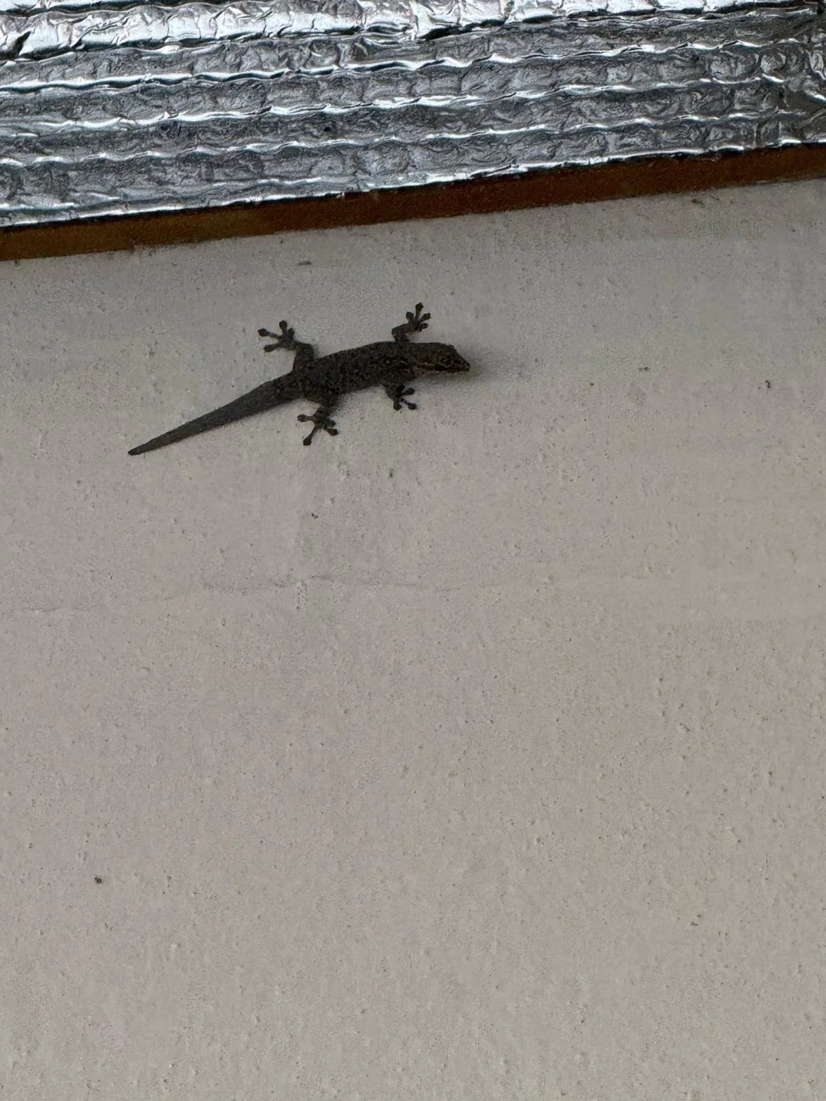 Lizard.jpeg