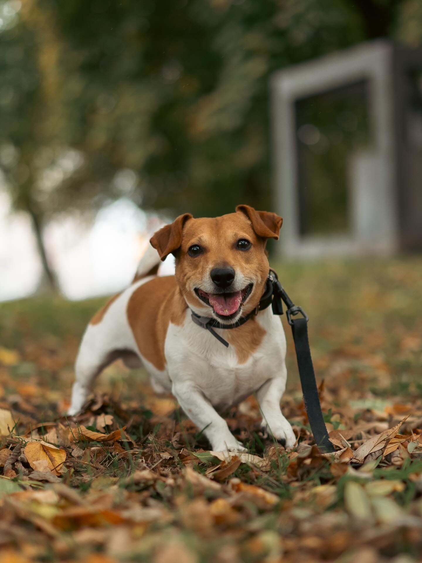 Meet Binky! 🐾

Baasjes aan het woord: &ldquo;Binky is een 4 jaar oude Jack Russell, een klein hondje met een groot hart. Hij heeft in zijn jonge leven al het nodige meegemaakt, maar ondanks alles is hij z&oacute; lief en aanhankelijk. Hij doet echt 