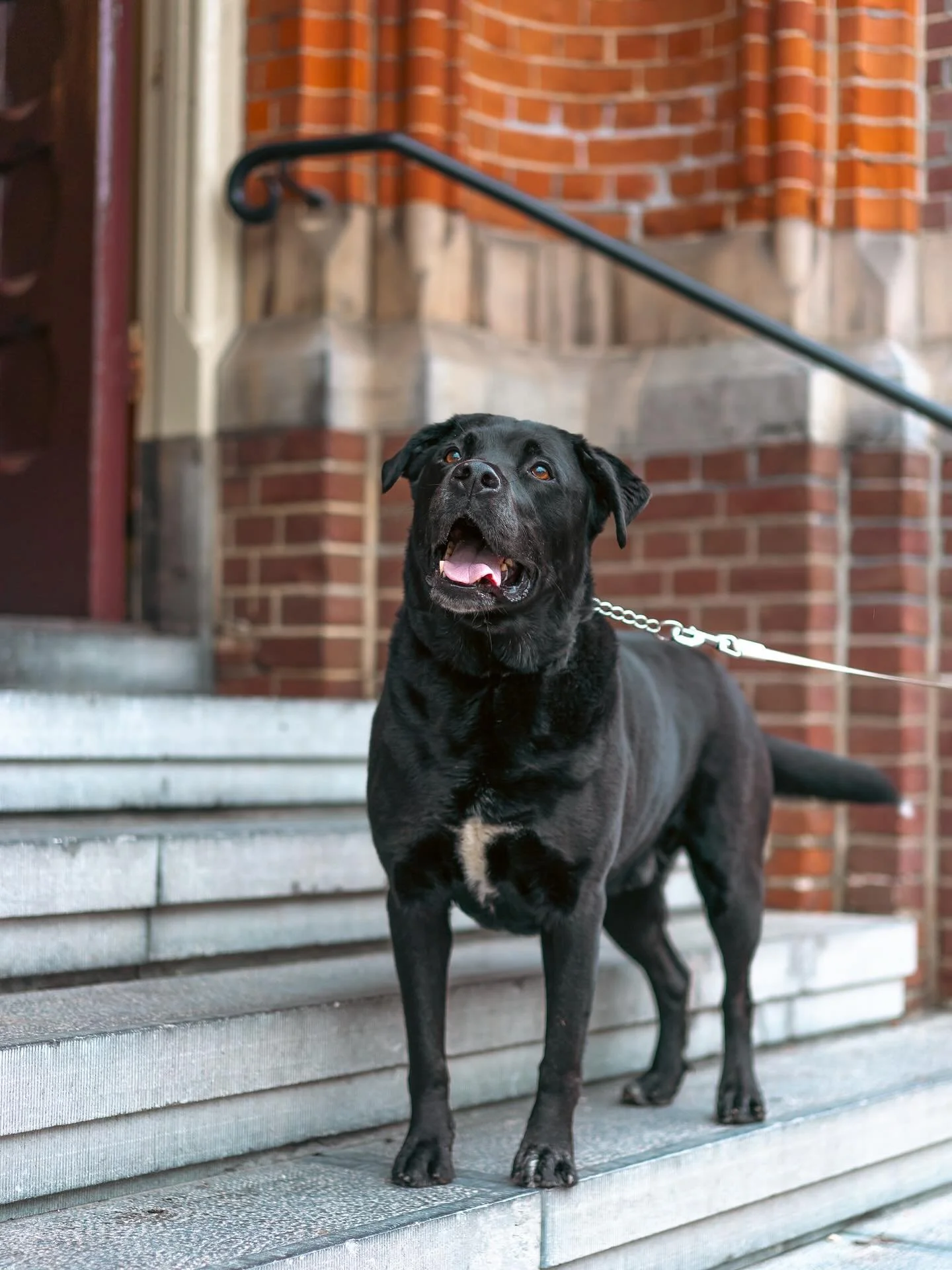 Meet Brasso! 🐾

Baasjes aan het woord: &ldquo;Brasso is een 8-jarige Appenzeller-Labrador met een flinke dosis eigenwijsheid. Katten? Daar moet hij natuurlijk altijd even achteraan.
We noemen hem ook wel onze zeekoe. Hij mag eigenlijk niet op de ban