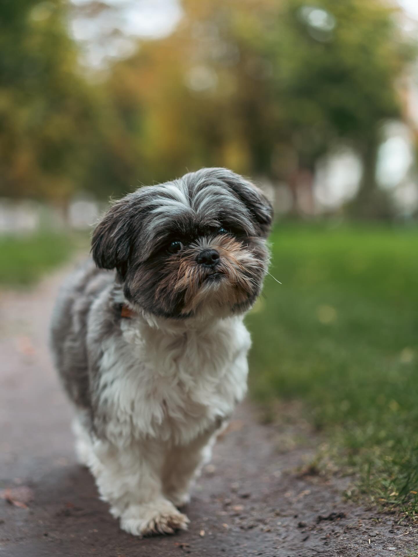Meet Gidget! 🐾

Baasjes aan het woord: &ldquo;Gidget is een 3-jarige Chicou met een heerlijk eigenwijs, lief en aanhankelijk karakter. Ze weet precies wat ze wil, vooral tijdens het wandelen! Ze bepaalt graag z&eacute;lf de route en als ze geen zin 