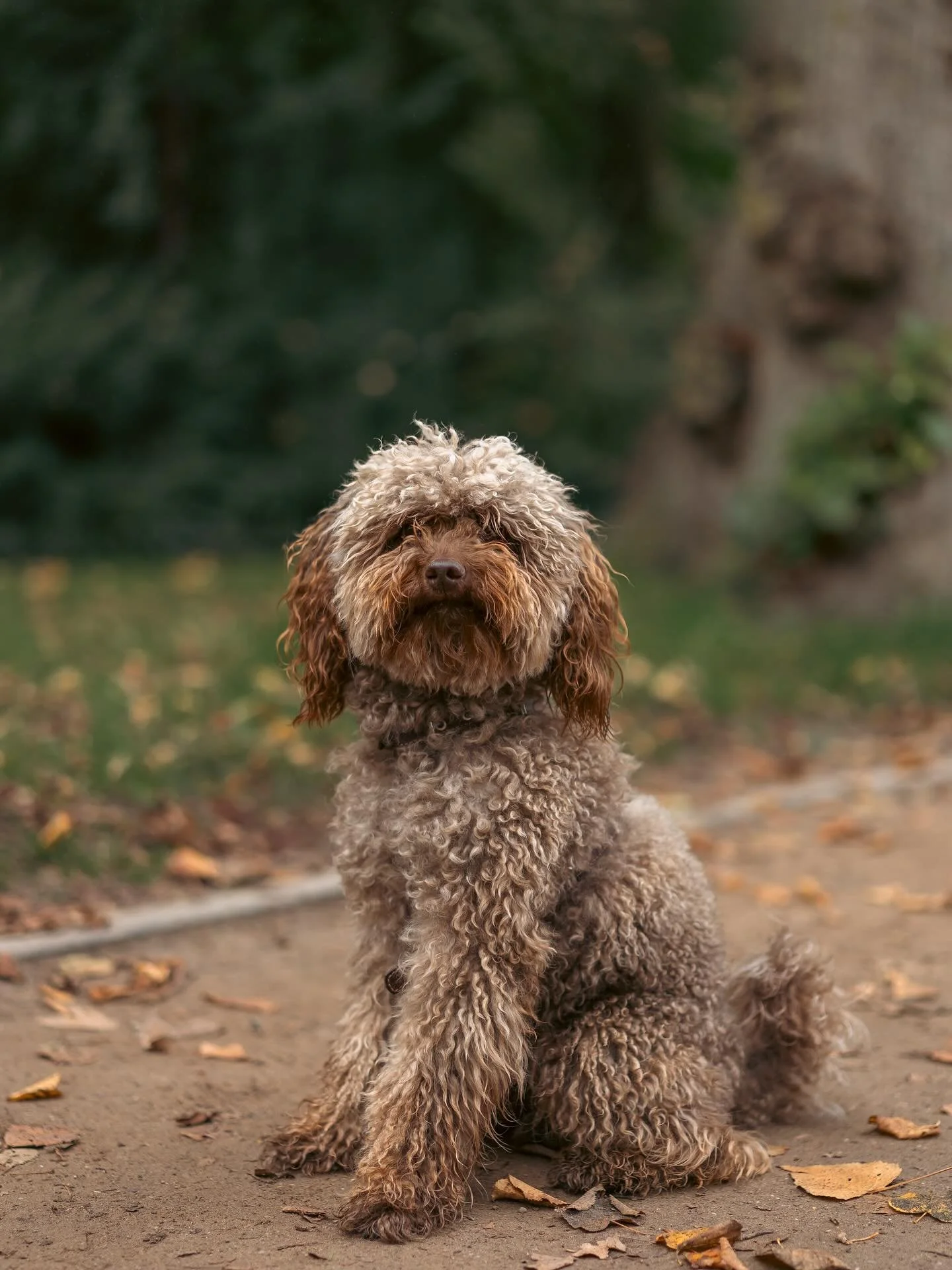 Meet Einstein! 🐾 

Baasjes aan het woord: &ldquo;Einstein is een 2 jaar oude mini doodle met ongelofelijk veel energie! Zijn naam Einstein is ontstaan door zijn uiterlijk zoals je kan zien. Zijn favoriete bezigheid is springen, soms zo hoog dat we o