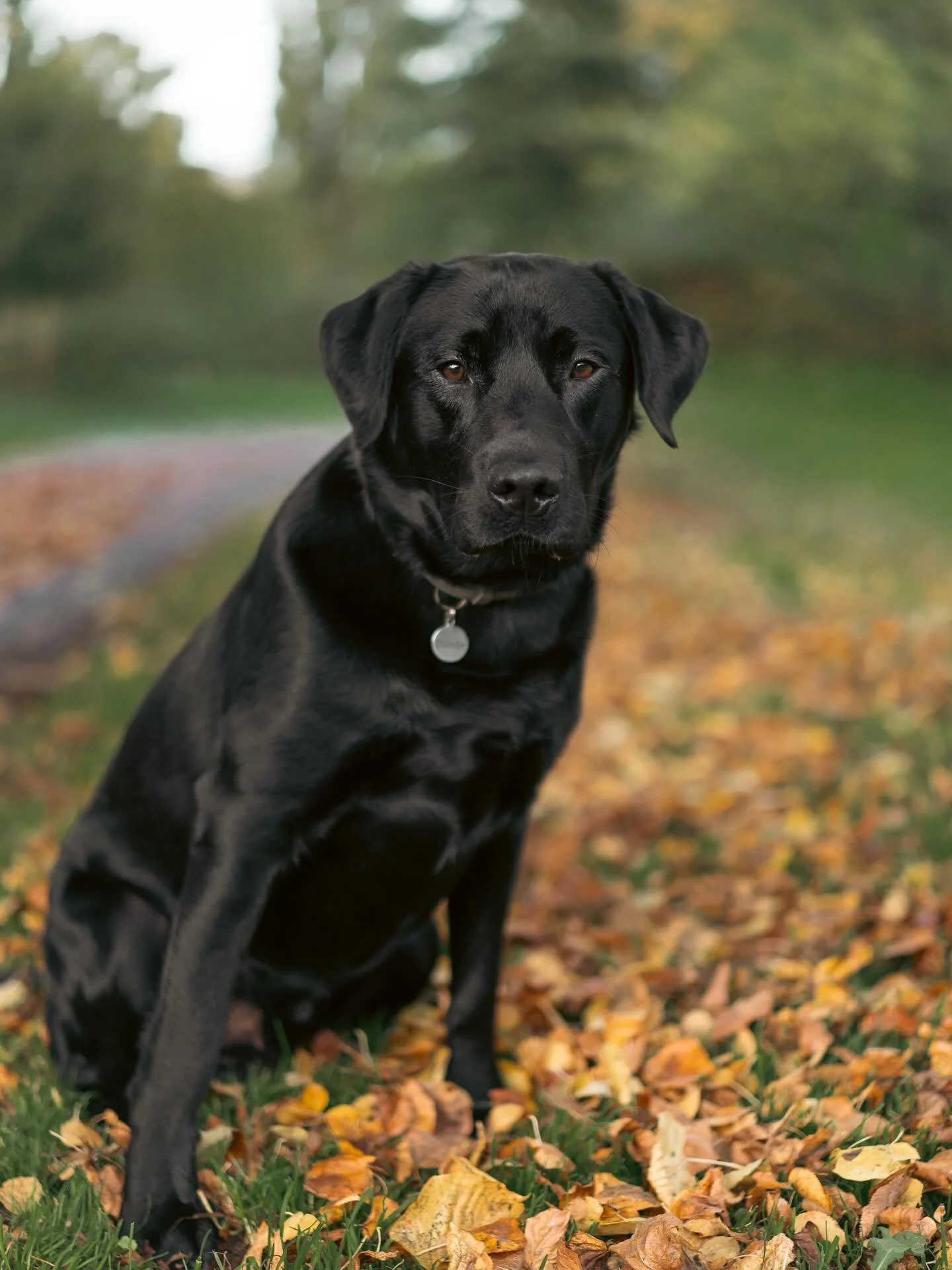 Meet Dembe! 🐾 

Baasje aan het woord: &ldquo;Dembe is een 11 maanden oude Labrador met een ontzettend lief, speels en knuffelig karakter. Sinds januari is hij de schoolhond van de Petteflet en volgend schooljaar start hij met zijn offici&euml;le sch