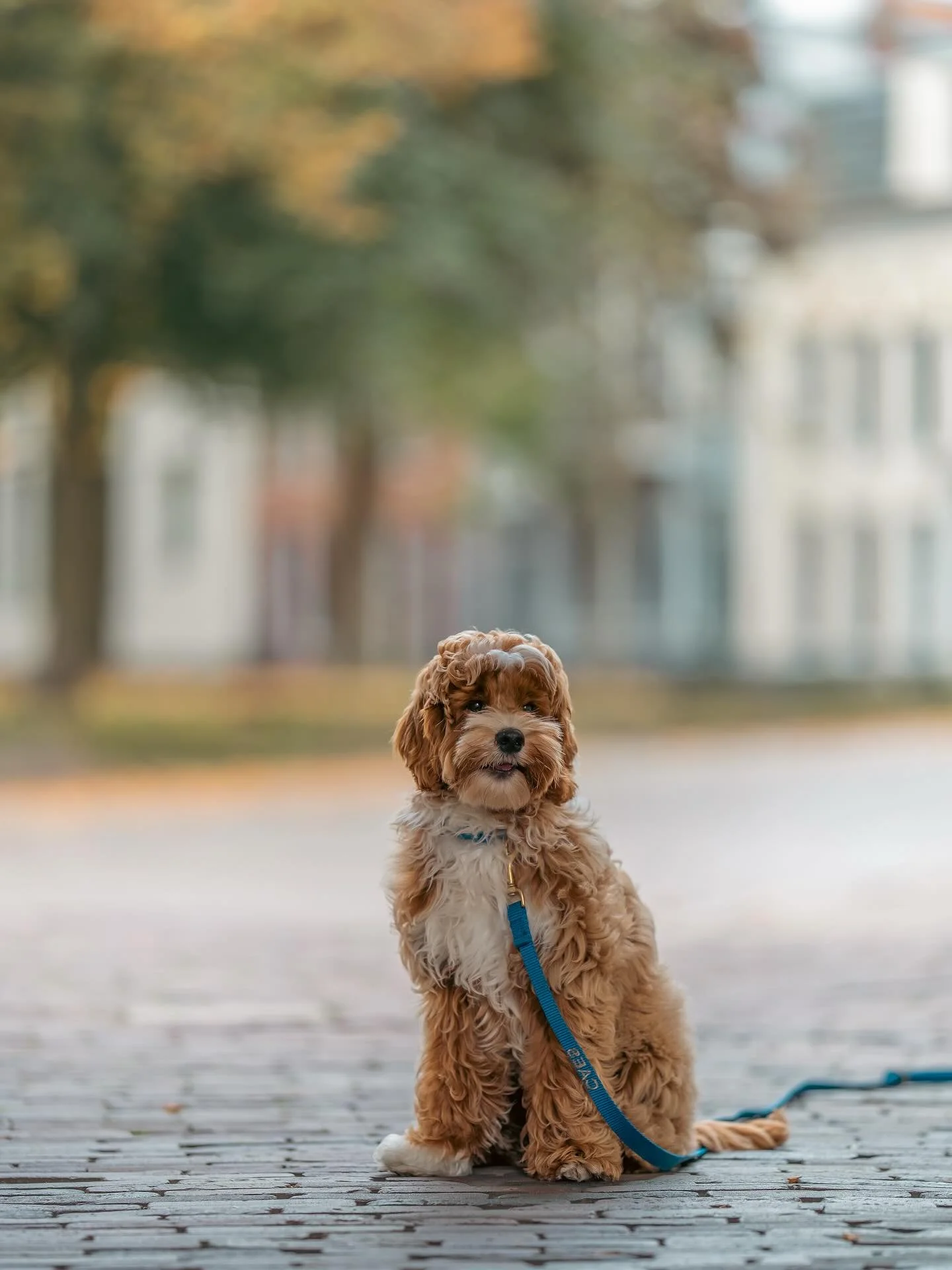 Meet de winnaar van de MINI shoot: @doodle.caes 🐾

Baasjes aan het woord:
&ldquo;Caes is een 5 maanden oude Australian Labradoodle, vrolijk, slim en altijd enthousiast over alles en iedereen. Hij is zo&rsquo;n hond die met zijn blije energie en klun