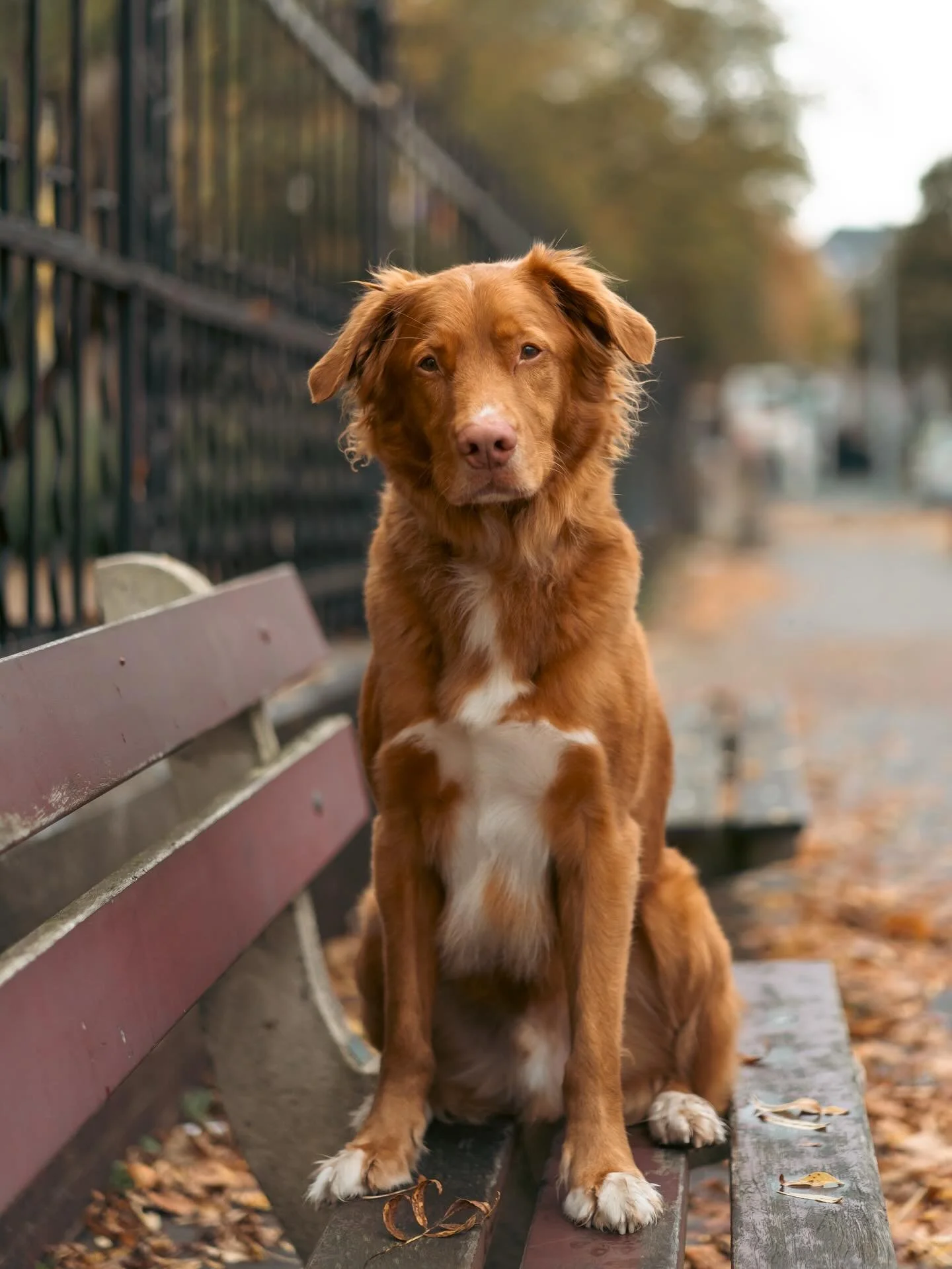 Meet Dex Junior! 🐾

Baasje aan het woord: &ldquo;Dex Junior is een Duck Toller Retriever met een zorgzaam, energiek en ontzettend slim karakter. Altijd enthousiast, altijd vrolijk en het liefst nooit alleen. Hij wil er &aacute;ltijd bij zijn. Zijn l