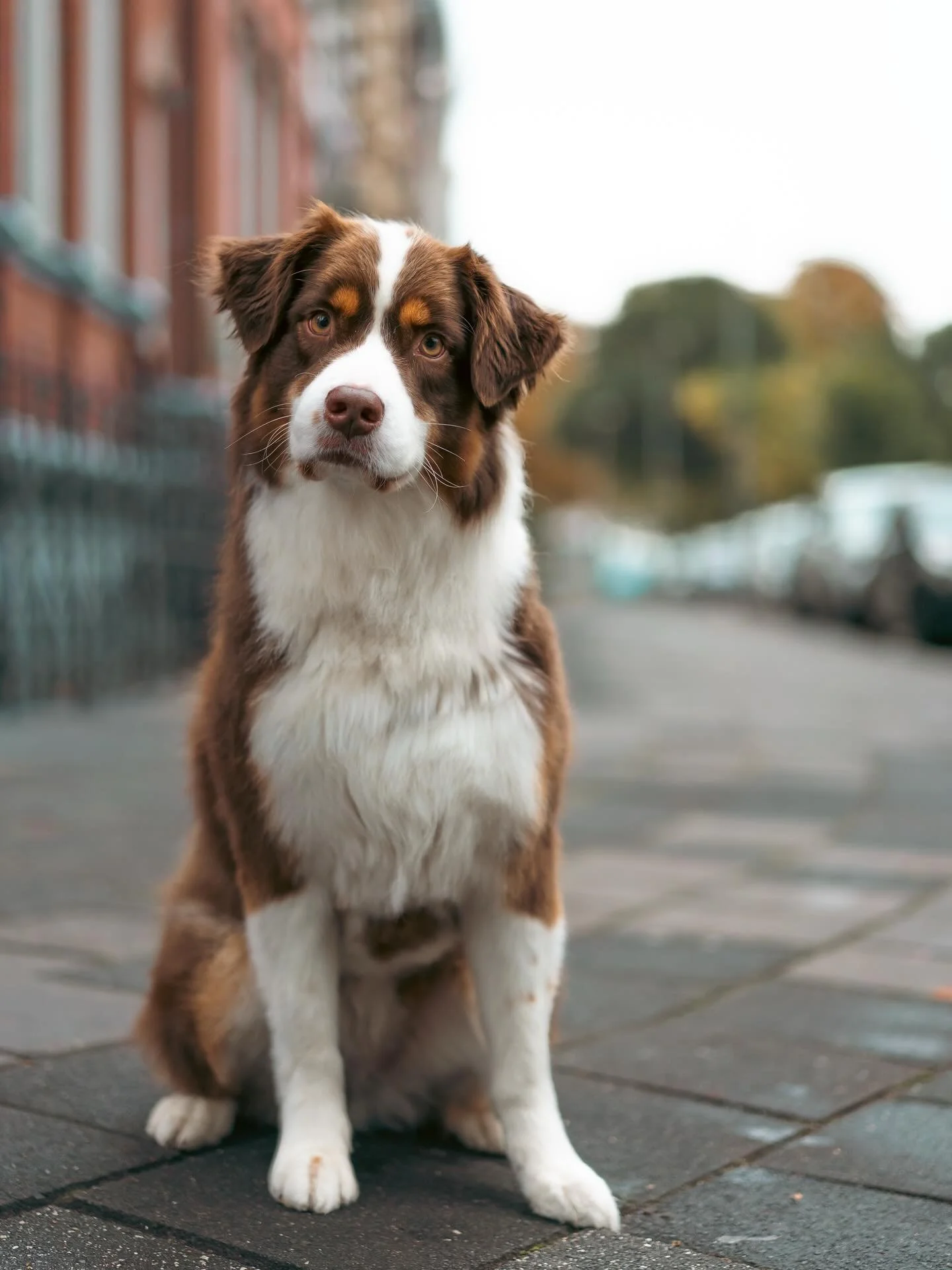 Meet Lani! 🐾

&ldquo;Lani is een 4-jarige Australian Shepherd. Ze is heel alert en houdt van mensen. Ze vindt het heerlijk om buiten lekker te lopen, maar ze kan ook best lui zijn. Thuis ligt ze bijvoorbeeld graag op de bank of ze kijkt tv, vooral a