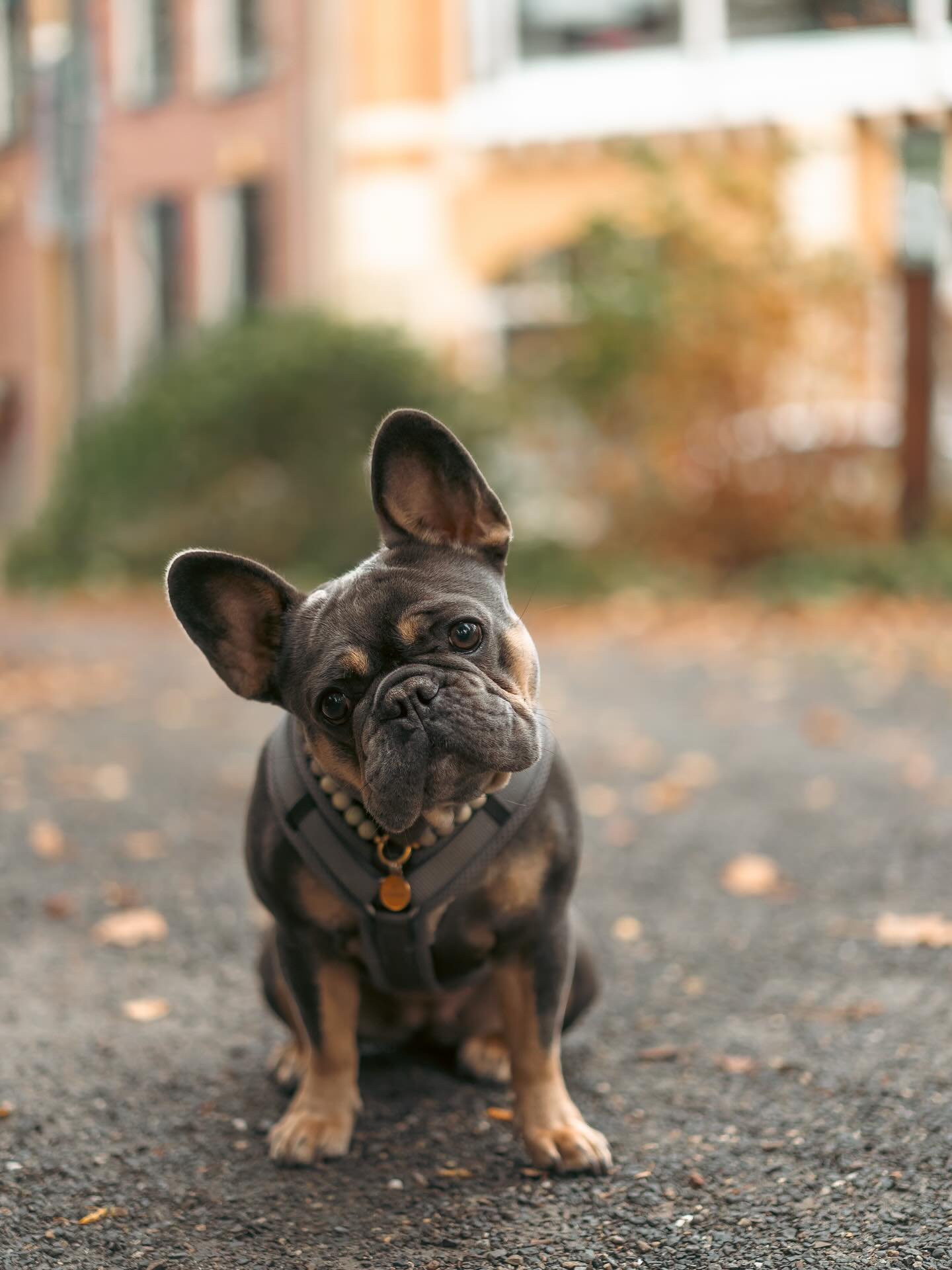 Meet Snack! 🐾

Snack is een 2-jarige Franse Bulldog. Ze krijgt alles voor elkaar. Ze heeft een vaste plek op de bank en op kantoor ligt ze altijd graag op stoelen en manden. Ze heeft haar gekke buien met zoomies en rent dan snel achter de bal aan. E