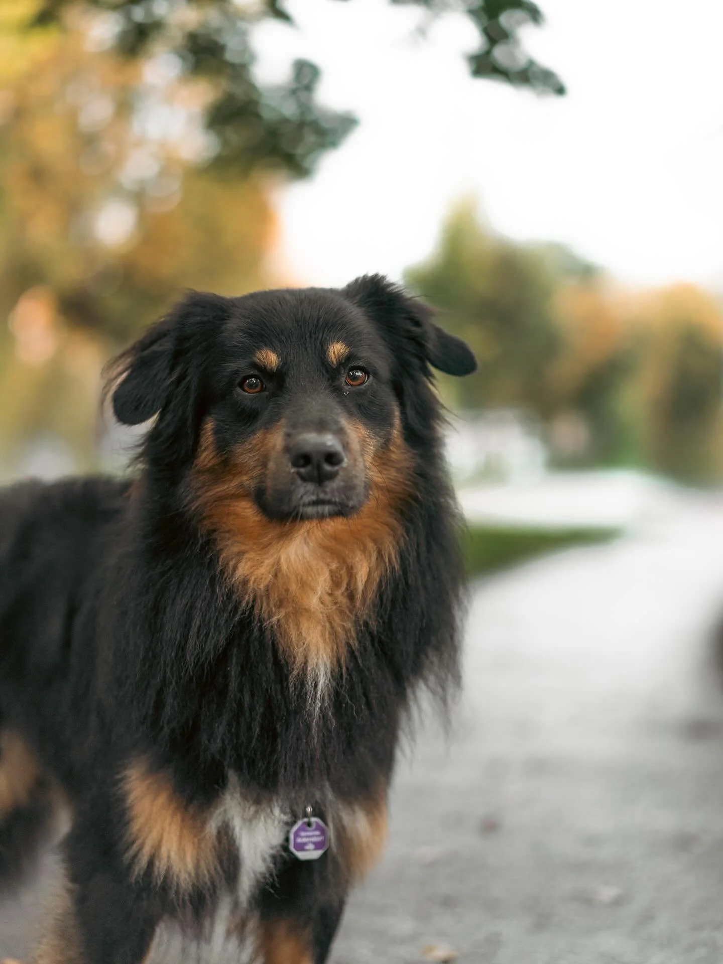 Meet Oscar! 🐾

Baasjes aan het woord: &ldquo;Oscar is een 5-jarige Australian Shepherd met een verrassend rustig karakter. Hij maakt grappige geluidjes en is een beetje verlegen, maar super lief. Zijn specialiteit? Een perfecte high five, dat is hee