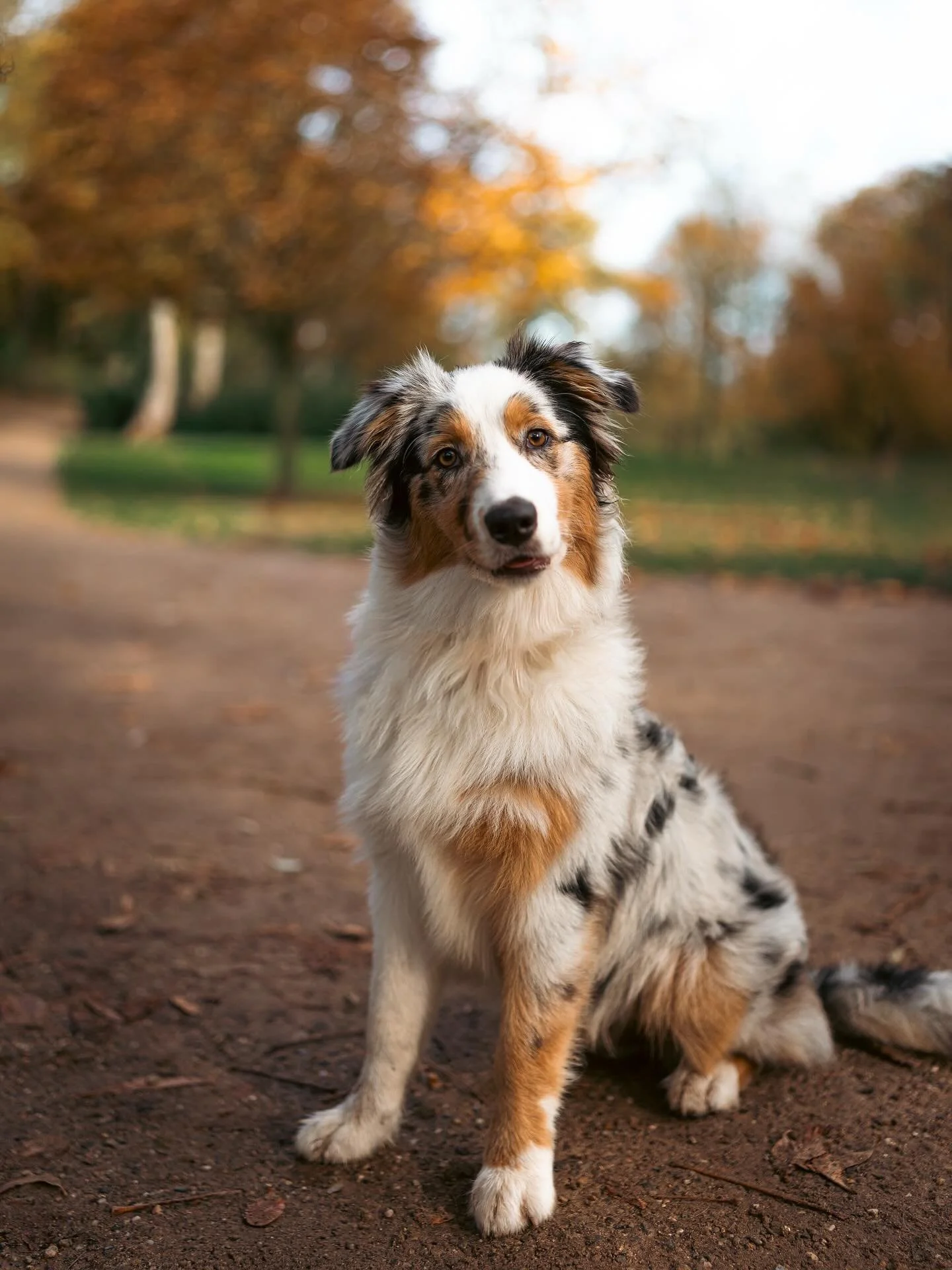 Meet Pip! 🐾

Baasjes aan het woord: &ldquo;Pip is een 5 maanden oude Australian Shepherd met een heerlijk ondeugend &eacute;n sociaal karakter. Altijd in voor een avontuur, maar net zo graag te vinden voor een flinke knuffelsessie. Apporteren is haa