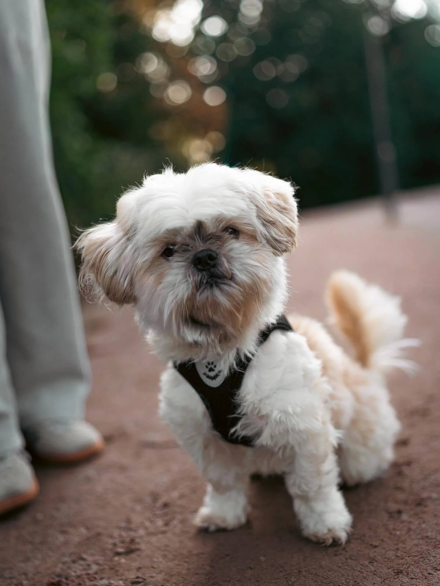 Meet Loetje! 🐾

Baasje aan het wooord: Loetje is een 4-jarige Shih Tzu. Hij is enorm ondeugend, maar tegelijk lief voor iedere hond die hij tegenkomt. En knuffelen? Daar leeft hij voor. Hij is echt een knuffelkont. Het meest moeten lachen moest ik t