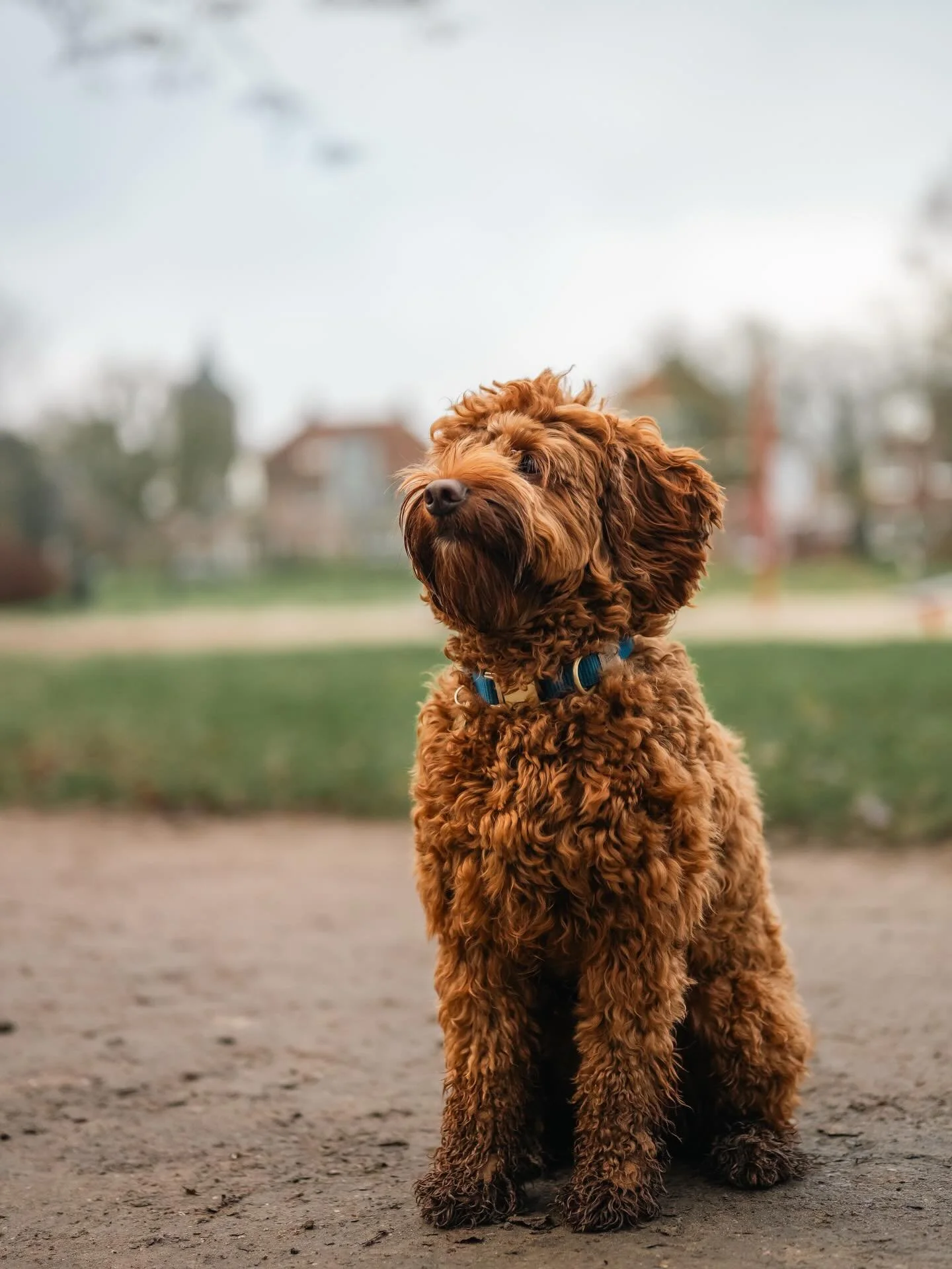 CLUB shoot ronde 1 - Rover 🐶

Baasje aan het woord: &ldquo;Rover is een lieve, erg enthousiaste, ondeugende mini/medium Labradoodle met een sierlijk loopje en oren die soms voor de sier zijn. Hij is een echte allermans vriend en daagt het liefst all