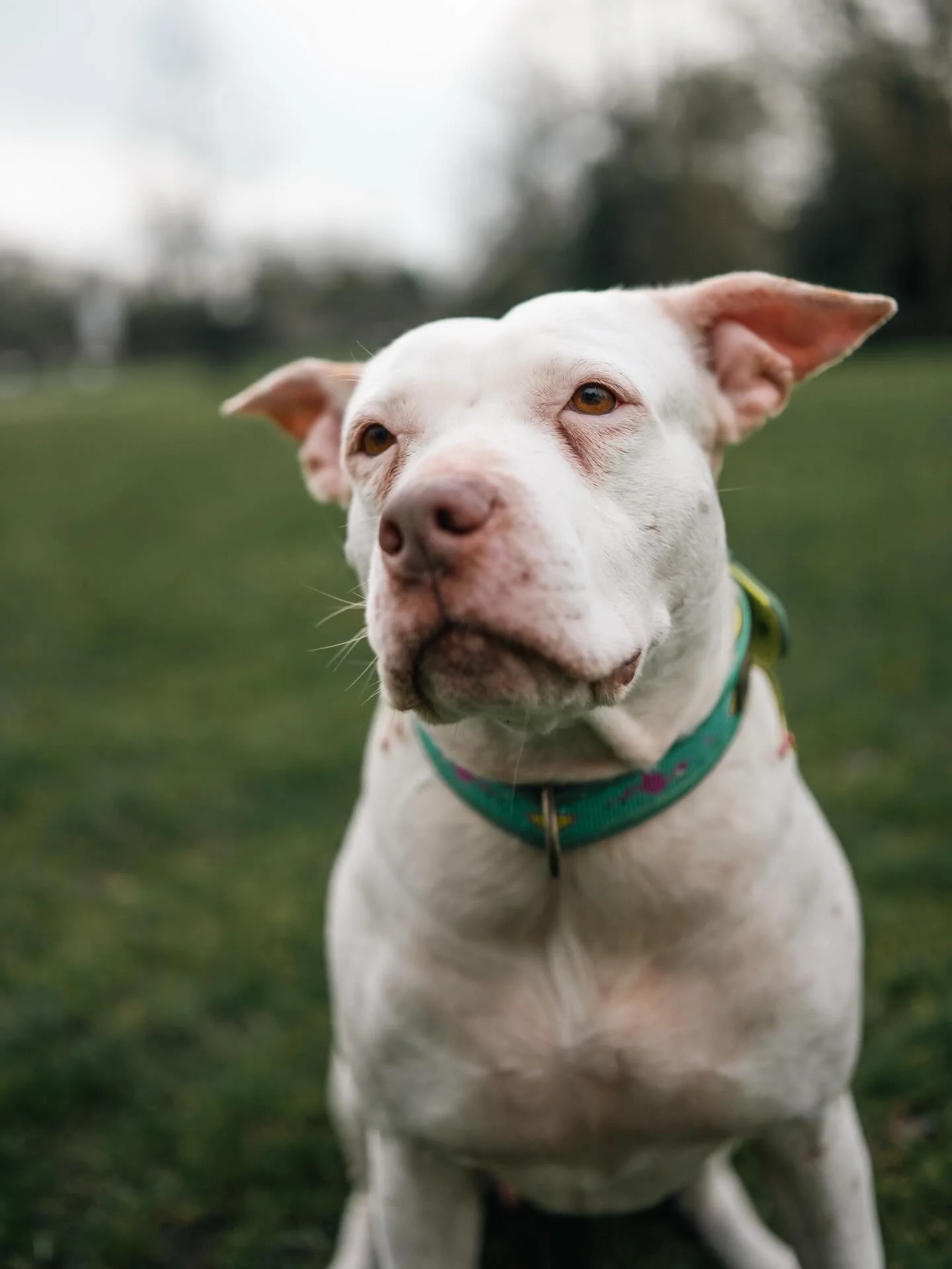 CLUB shoot ronde 1 - Lumi 🐾

Baasje aan het woord: &ldquo;Lumi is inmiddels bijna een jaar inwoner van Groningen. Vorig jaar werd ze gevonden op Cura&ccedil;ao: verwaarloosd, veel te mager en vol wonden en brandplekjes. Je zou denken dat ze daardoor