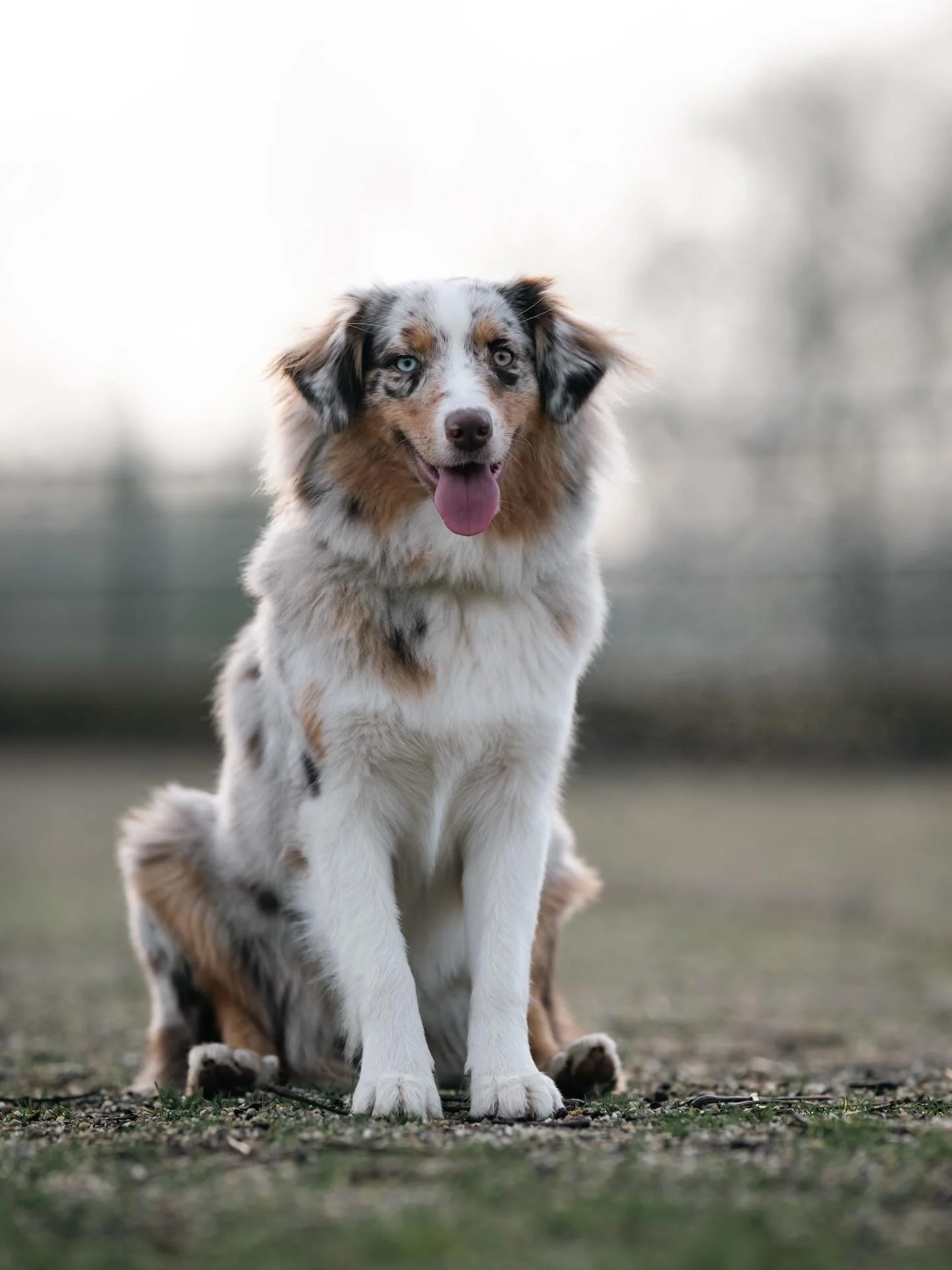CLUB shoot ronde 2: @ollie.goingplaces 📸

Baasjes aan het woord: &ldquo;Ollie is een nieuwsgierige, energieke Aussie die altijd in is voor avontuur: of dat nou een wandeling door het bos is, rennen over het strand of een hike in de bergen. Ze houdt 