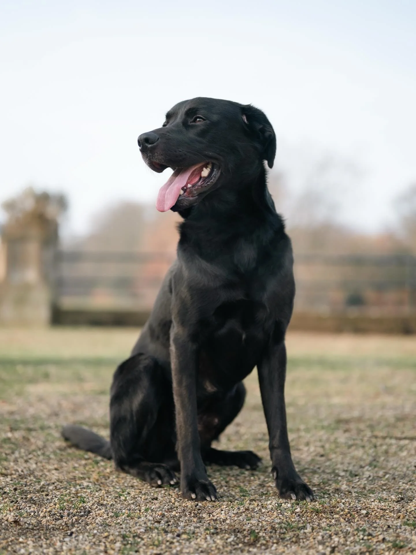 CLUB shoot ronde 2: Puppy 📸

Baasjes aan het woord: &ldquo;Puppy is een hele lieve, vrolijke zwarte labrador van 3 jaar oud. Hij is heel erg leergierig en vindt het geweldig om te poseren voor de camera. De naam &lsquo;Puppy&rsquo; komt voort uit ee