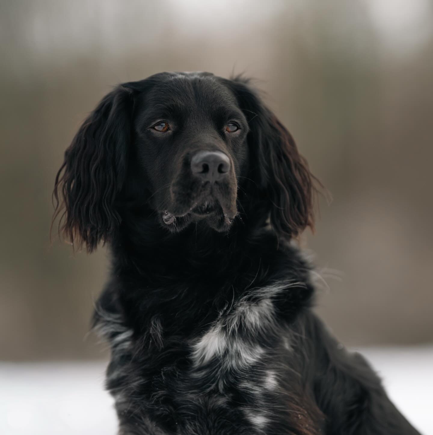 CLUB shoot ronde 3 - Moos 🐾

Baasjes aan het woord: &ldquo;Dit is Moos. Twee jaar jong, bijna 3. Officieel is hij een Friese stabij, al moet je soms twee keer kijken om dat te geloven. Wat w&eacute;l meteen duidelijk is: Moos is een echte allemansvr