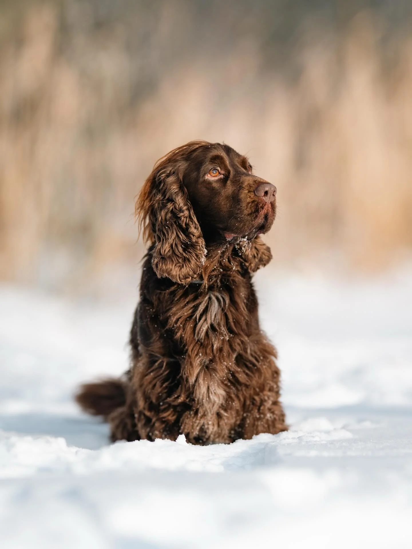 CLUB shoot ronde 3 - Odin 🐾

Baasjes aan het woord: &ldquo;Odin is echt ons blij ei. Altijd vrolijk, altijd actief en eigenlijk nooit stil. Of hij nu door het gras stuitert met zijn oren alle kanten op of vol enthousiasme op ons af komt rennen: zijn
