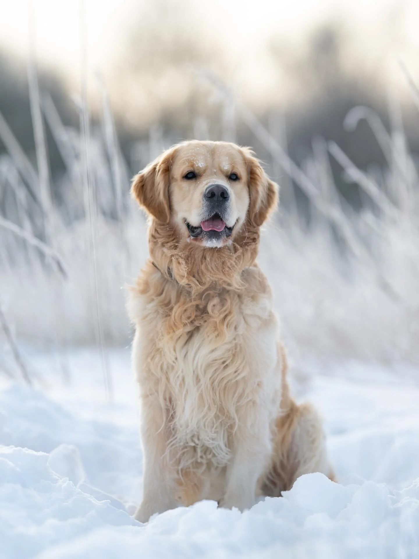 CLUB shoot ronde 3 - Baloe 🐾

Baasjes aan het woord: &ldquo;Baloe is een hele energieke en soms wat onhandige golden retriever van bijna anderhalf jaar oud. Hij houdt ontzettend van zwemmen en rollen in de modder of sneeuw. Af en toe loopt hij lette