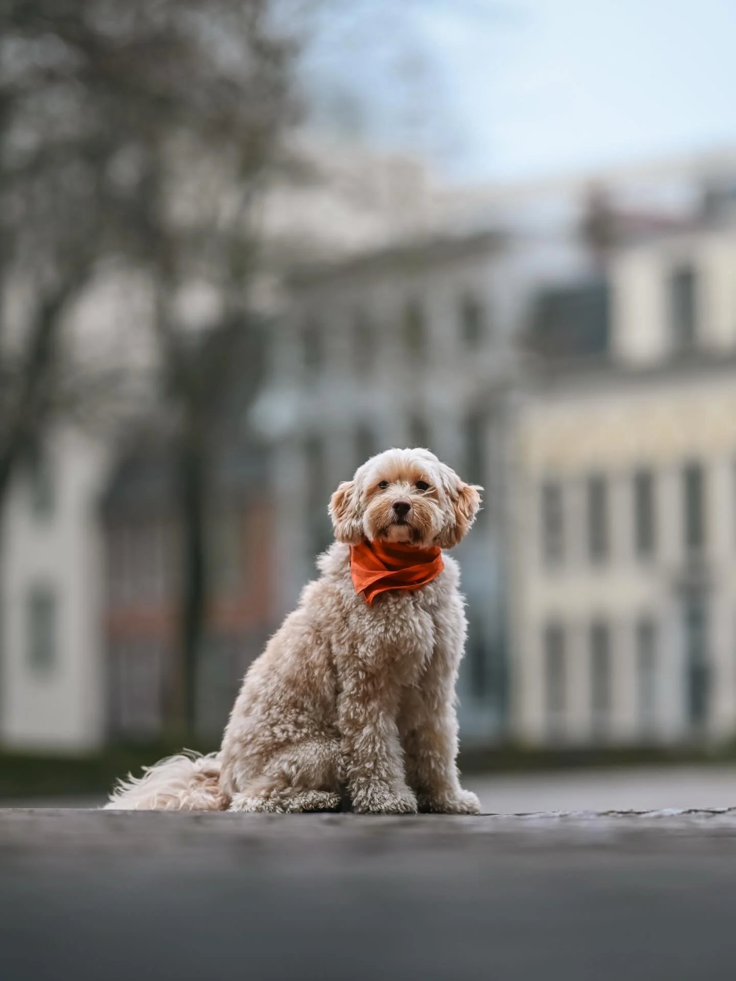 CLUB shoot ronde 4 - Fien 🐾

Baasjes aan het woord: &ldquo;Fien is bijna drie jaar en we noemen haar gekscherend ook wel een teddybeer met een hartslag. Ze is super sociaal en heel goed met mensen en kinderen en een echte hartenbreker. Als we samen 
