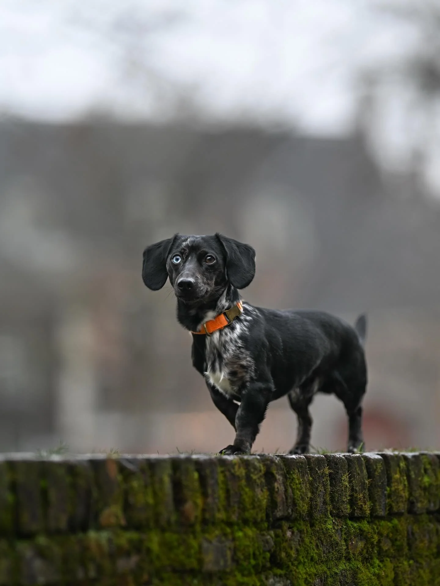 CLUB shoot ronde 4 - Fritz 🐾

Baasjes aan het woord: &ldquo;Fritz een een typische teckel lekker eigenwijs en super slim. Houd van zonnen en niet zo erg van wandelen als we het tuigje pakken gaat hij zich verstoppen maar als we op een veldje aankome