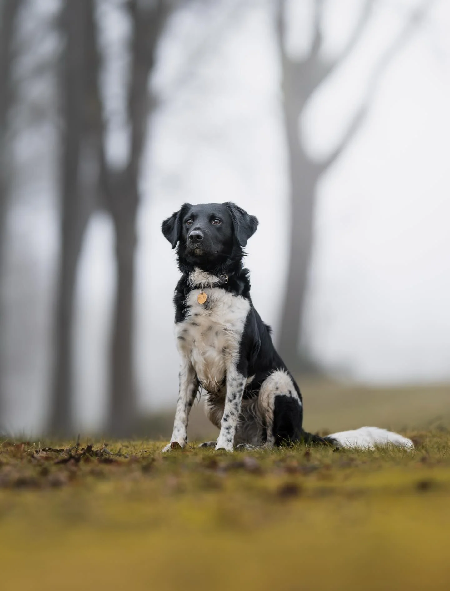 CLUB shoot ronde 5 - Fender 🐾

Baasjes aan het woord: &ldquo;Fender is een 3 jaar oude Friese Stabij en met zijn lieve sociale karakter echt een allemansvriend. Hij speelt dan ook graag buiten met andere honden, het liefst in het bos of op het stran
