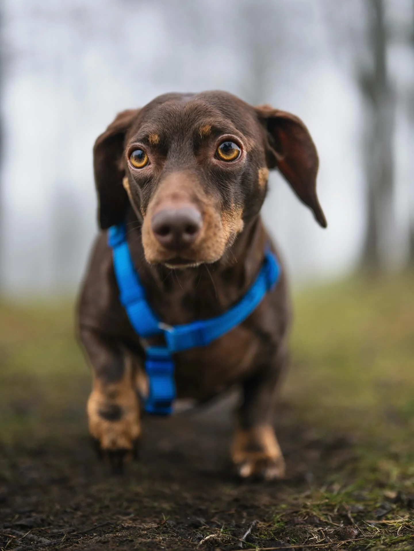 CLUB shoot ronde 5 - Lola 🐾

We hebben Lola nu bijna 1 jaar, omdat haar vorige baas niet meer voor haar kon zorgen. Ze is super eigenwijs en aanhankelijk. Ze heeft een eigen karakter en je kan goed aflezen wat ze denkt en wil. Ze kan heel hoog sprin