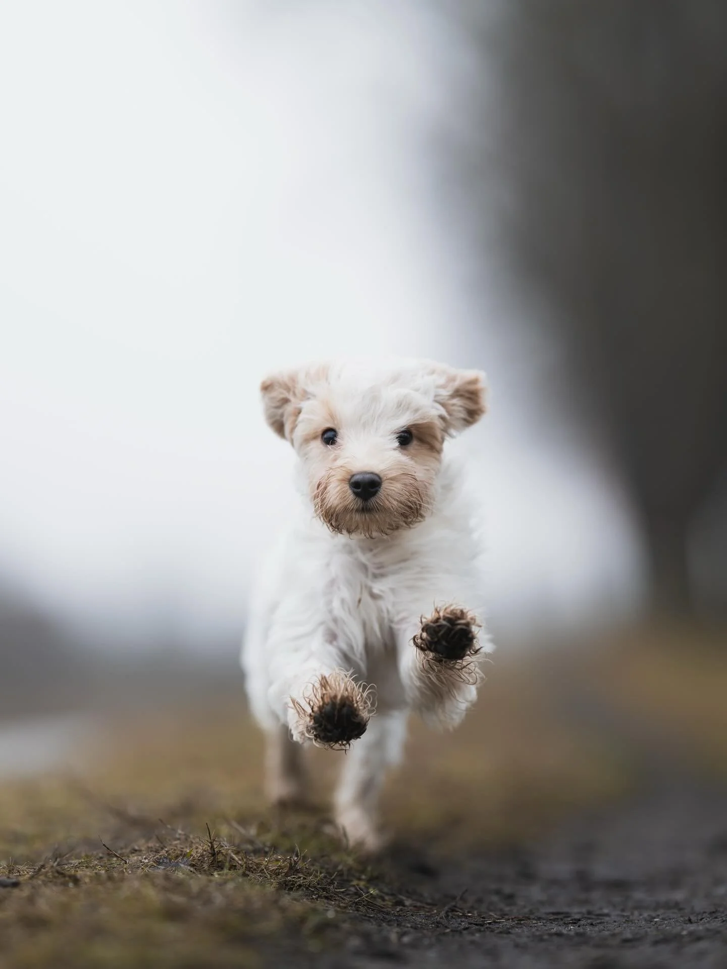 CLUB shoot ronde 5 - Luna 🐾

Baasjes aan het woord: &ldquo;Dit is Luna, ons kleine kerstcadeautje. Net 16 weken oud, maar weet al dondersgoed wat ze wil: Spelen! Het liefst de hele dag stoeien, gooien met haar bal en snuffelmatten slopen. Ze doet ee