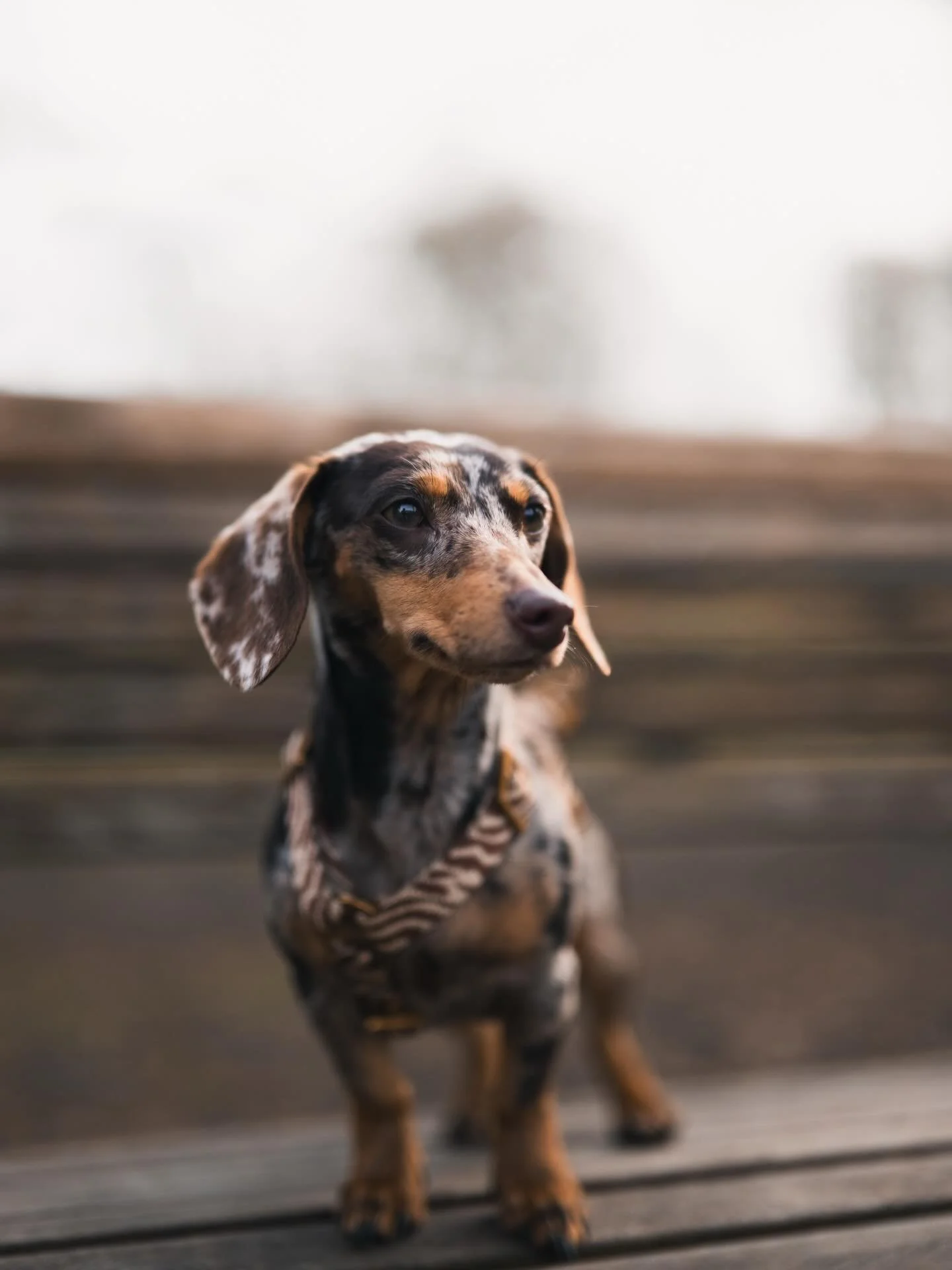 CLUB shoot ronde 6 - Puck 🐾

Baasjes aan het woord: &ldquo;Puck is een echte eigenwijze charmante dame die lekker doet waar zij zin in heeft. Ze is erg speels en vriendelijk naar zowel mensen als honden. Wilt met iedereen spelen of kan mega veel dut