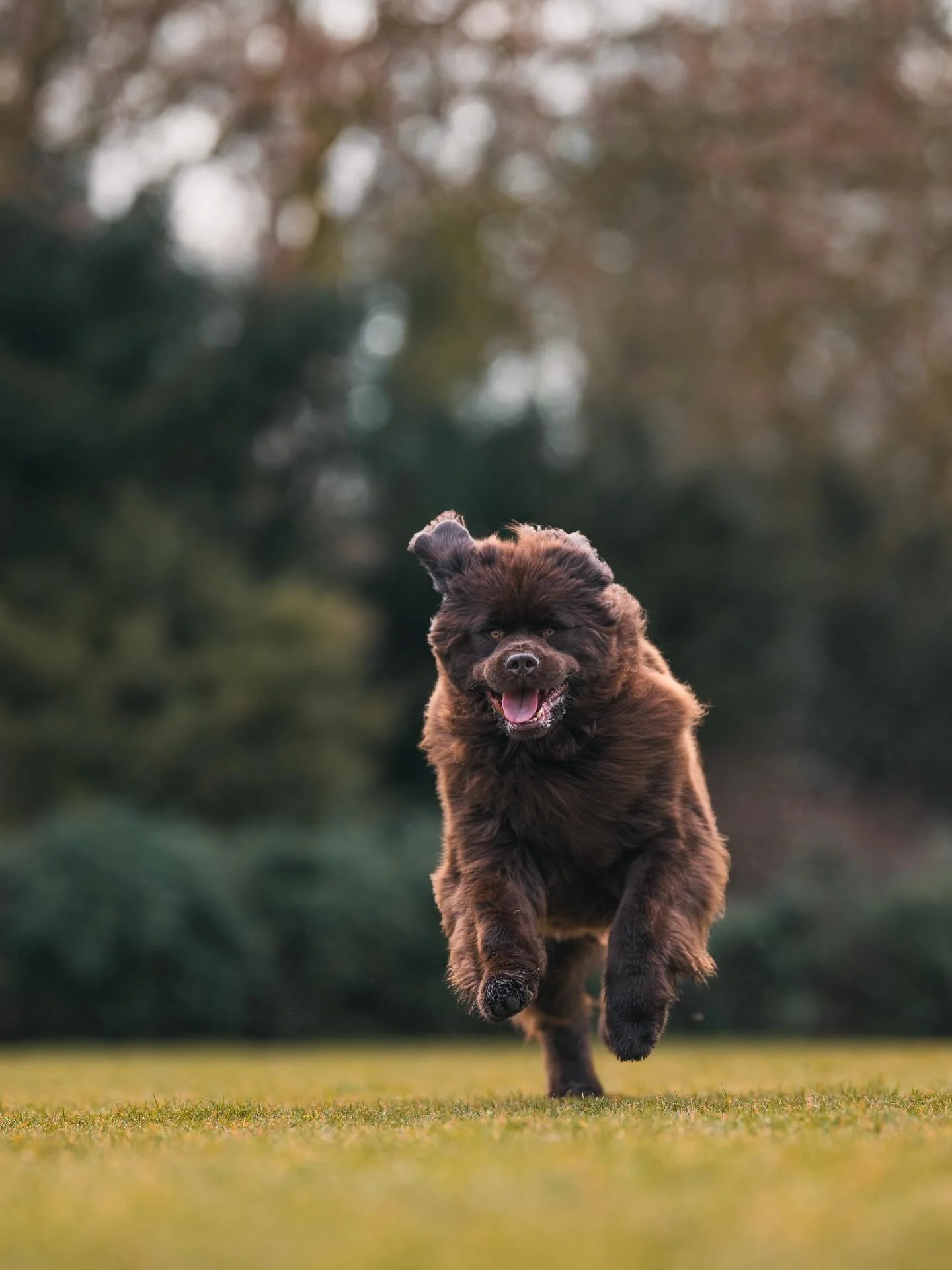 CLUB shoot ronde 6 - Jutta 🐾

Baasje aan het woord: &ldquo;Jutta &amp; water, water &amp; Jutta... Gouden combinatie. Modder, regen, water... Als het maar nat is. Zwemmen doet ze elke dag! Ze is een echte water reddingshond, maar ook op het droge pa