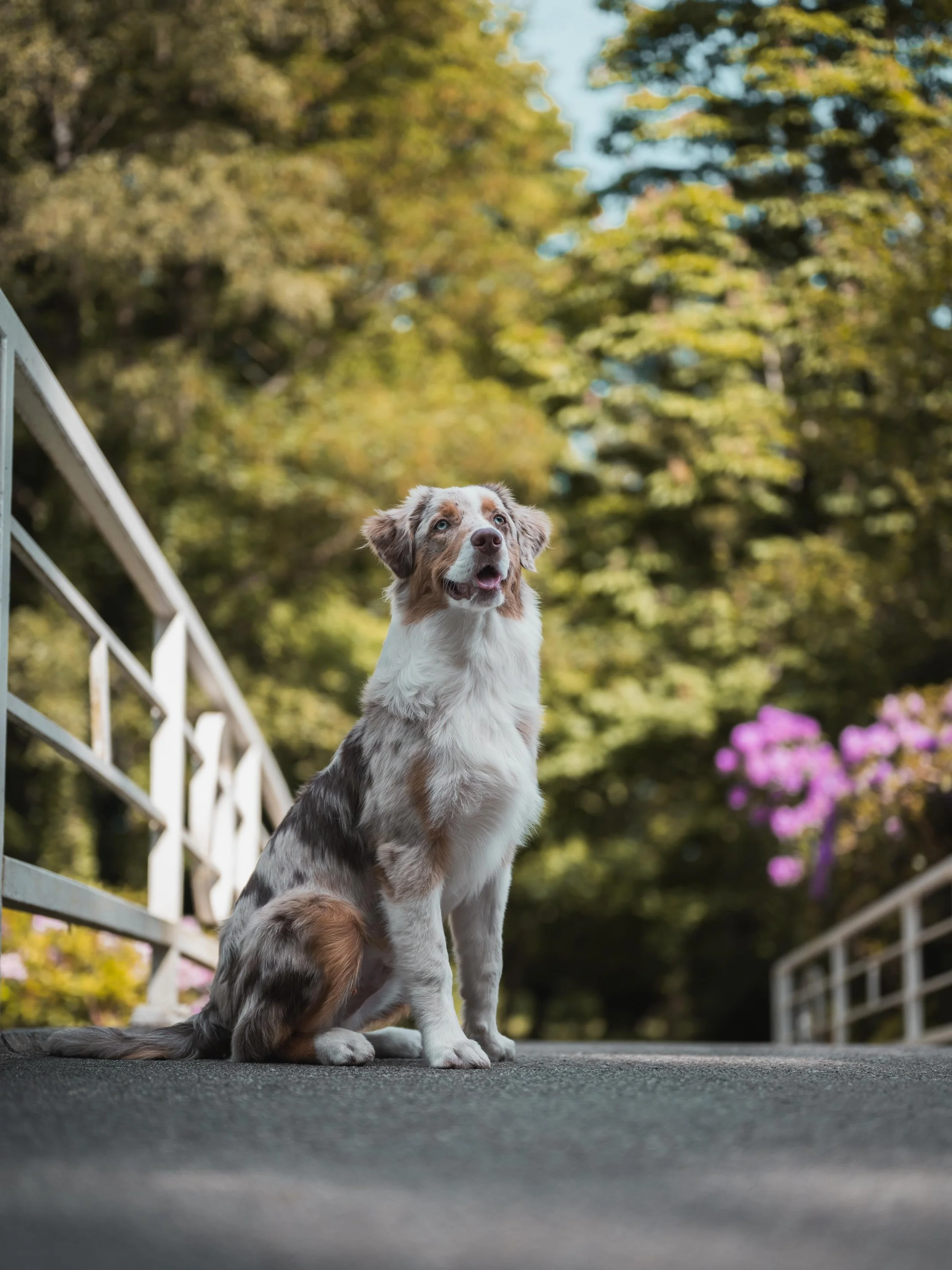 CLUB shoot ronde 8 - Moos 🐾

Baasjes aan het woord: &ldquo;Onze lieve Moos (6 maanden oud) is een slimmerik maar ook een echte ondeugd. Hij laat ons iedere dag lachen en is een dikke knuffelkont. Moos verbindt ons met elkaar, de natuur en de buurt. 