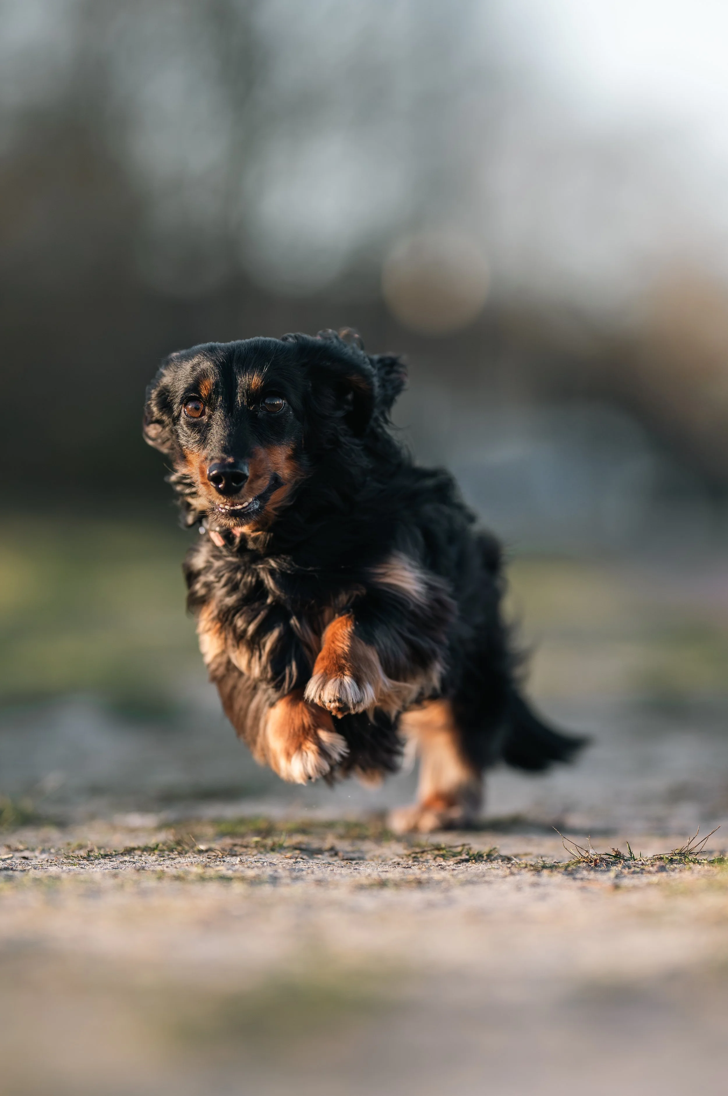 Babs Z8 Springen.jpeg