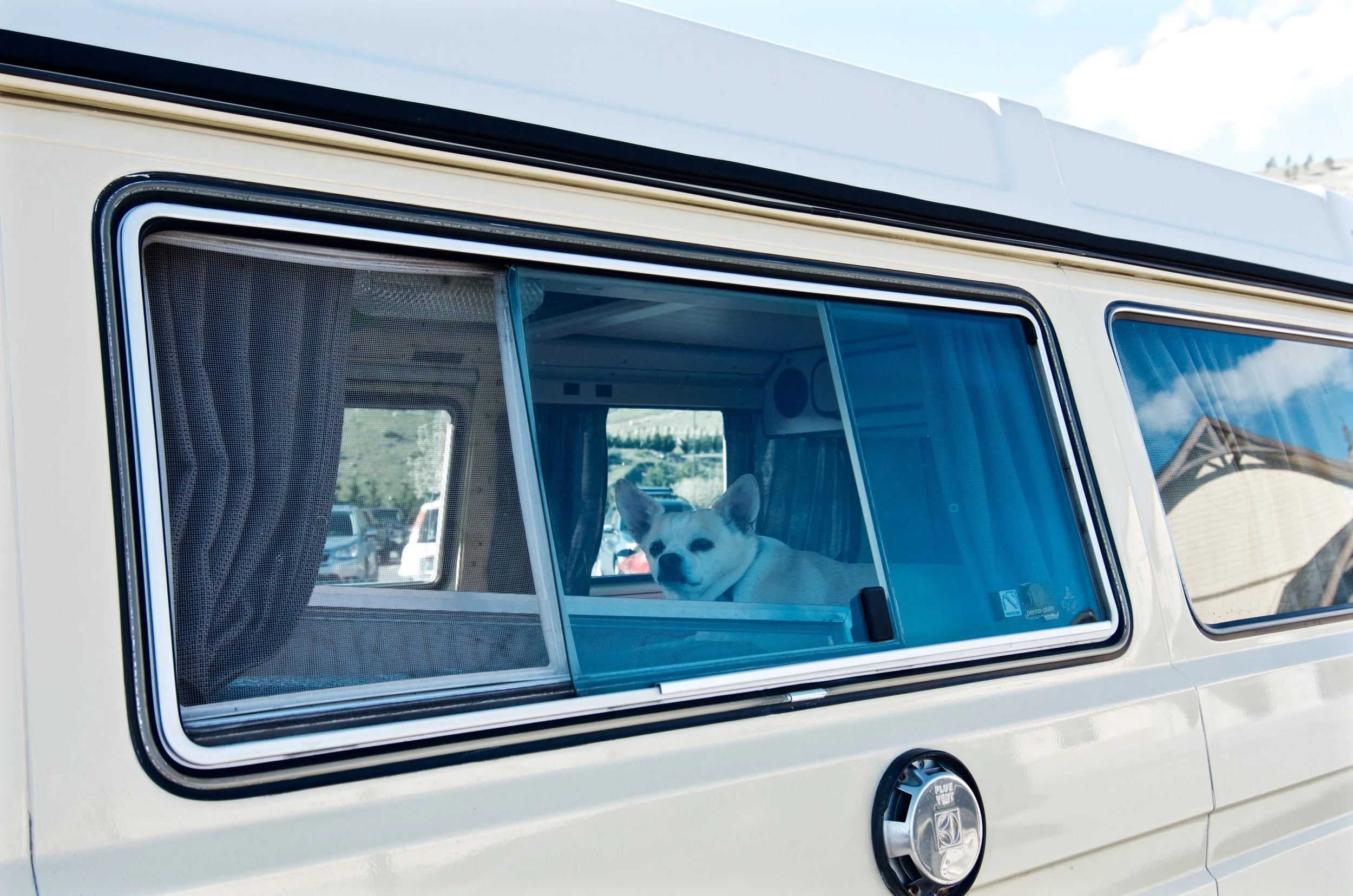 Dog in camper window
