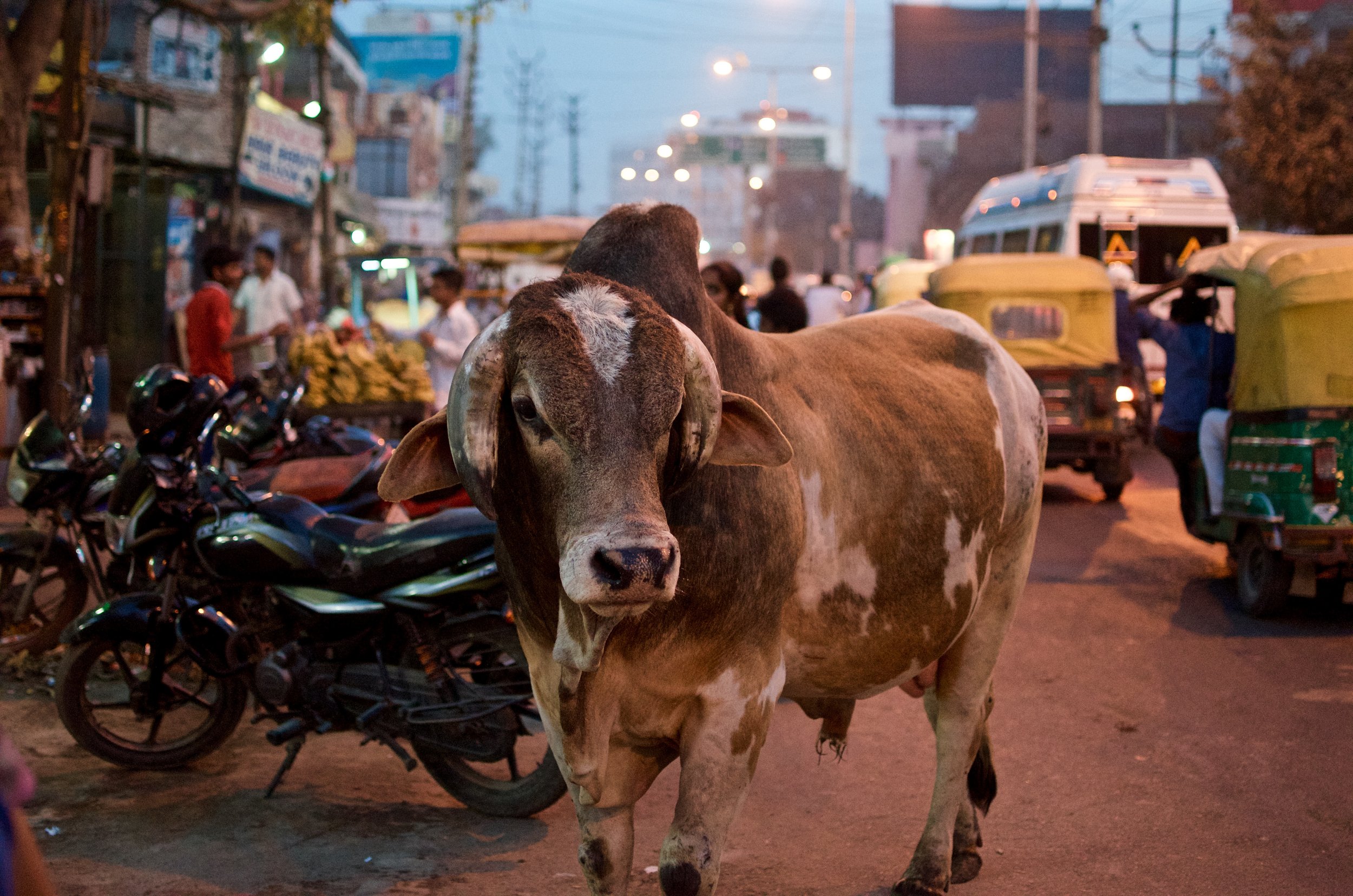 A street cow in Agra