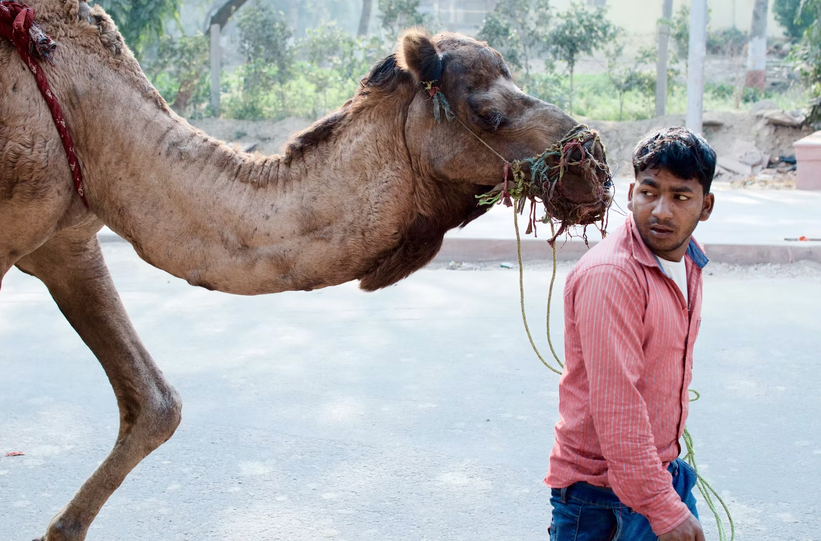 A Boy and His Camel