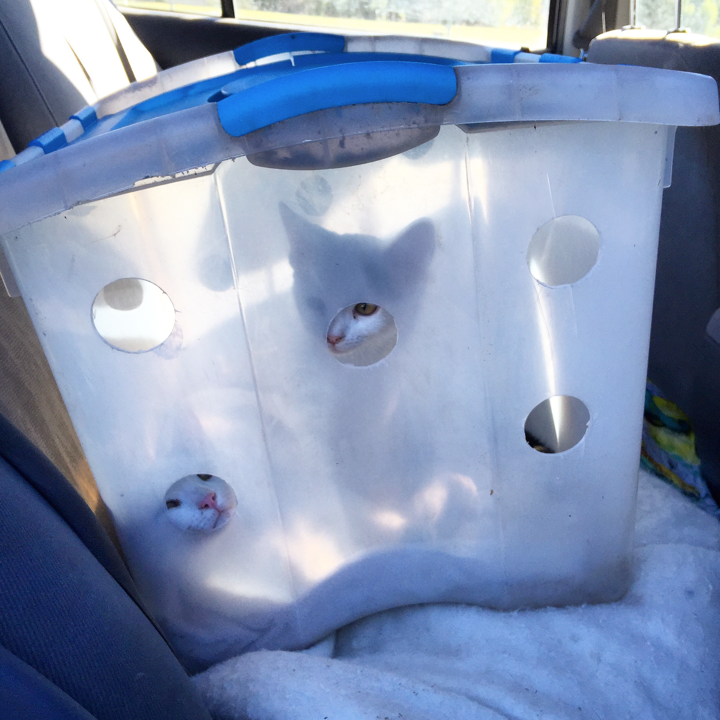 Cats in storage bin, my car