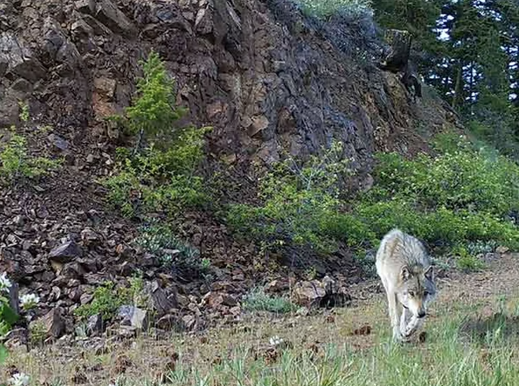 MARCH 15, 2017 COLUMN