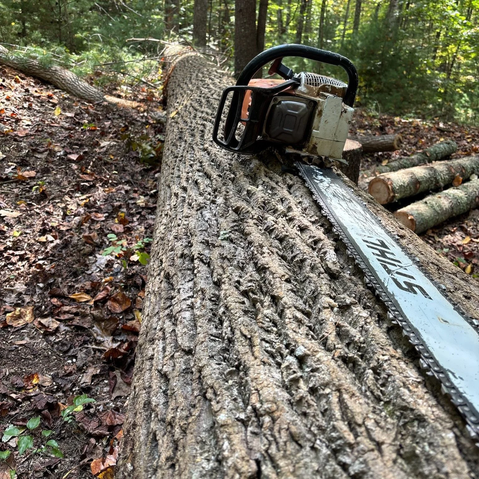Chainsaw on log