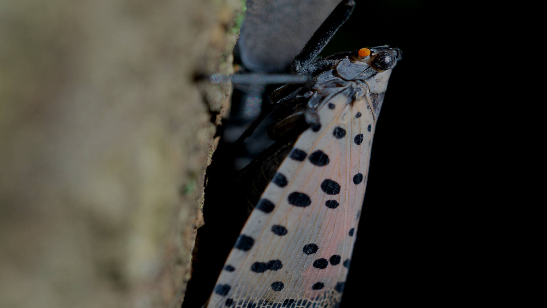 Untitled design (24).png