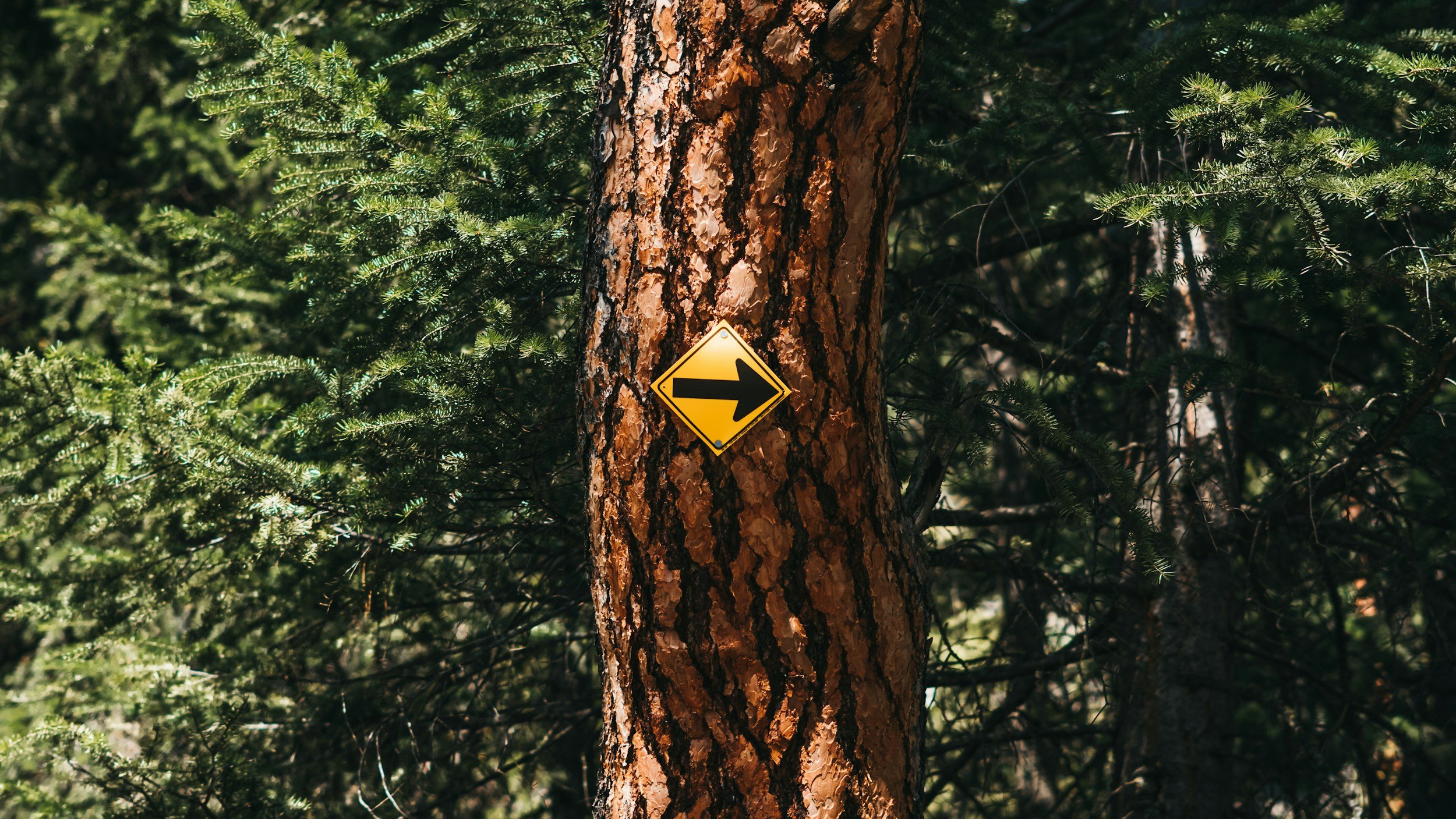 A yellow road sign with a black right arrow attached to a tree trunk in a dense green forest.